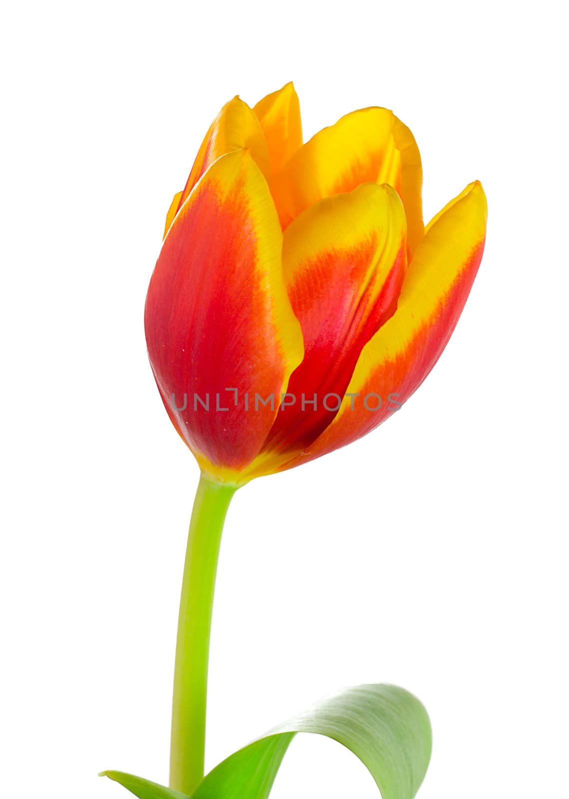 close-up single tulip, isolated on white