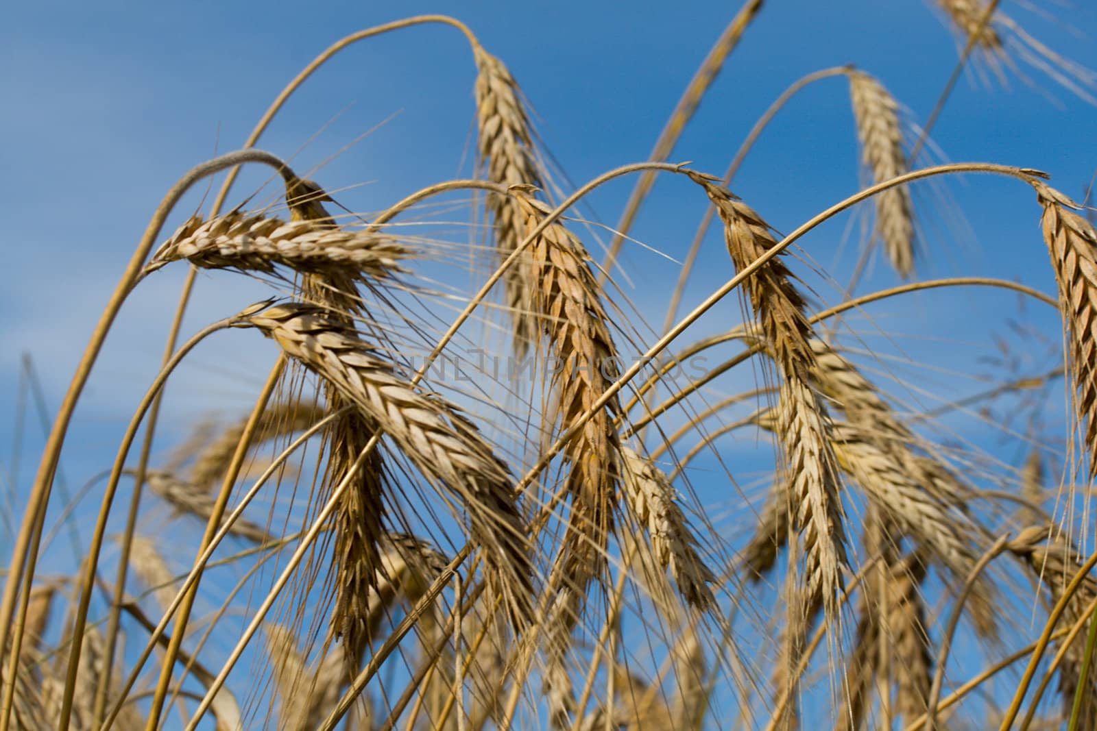 close-up wheat on blue sky background