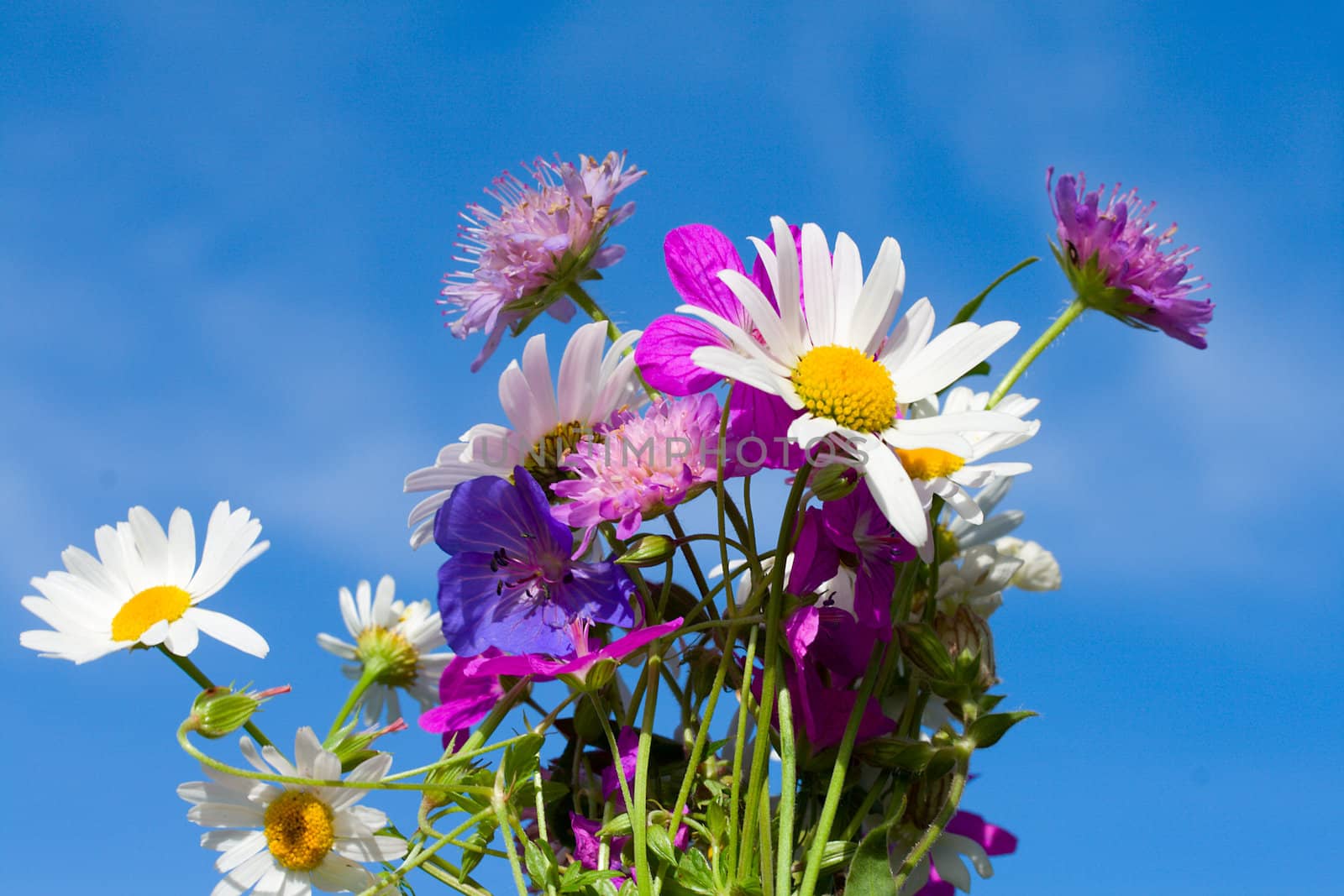 bunch of wildflowers on blue sky background