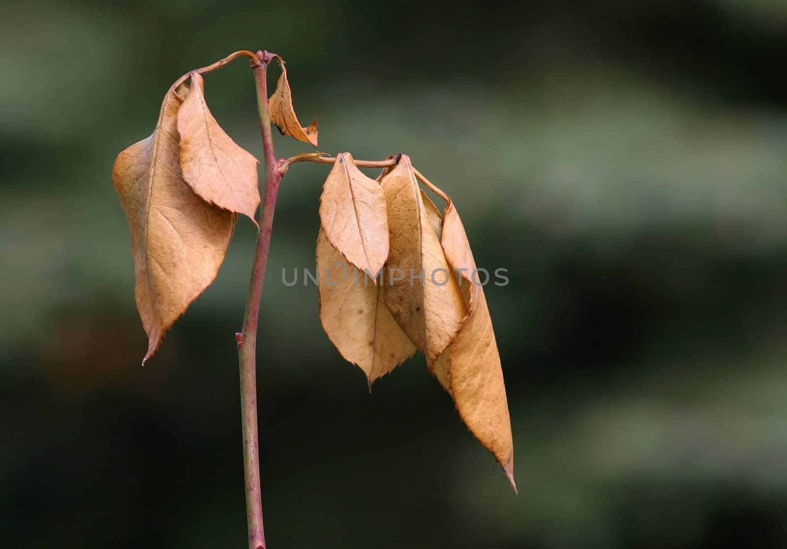 Dehydrated yellow autumn leaf wilting.