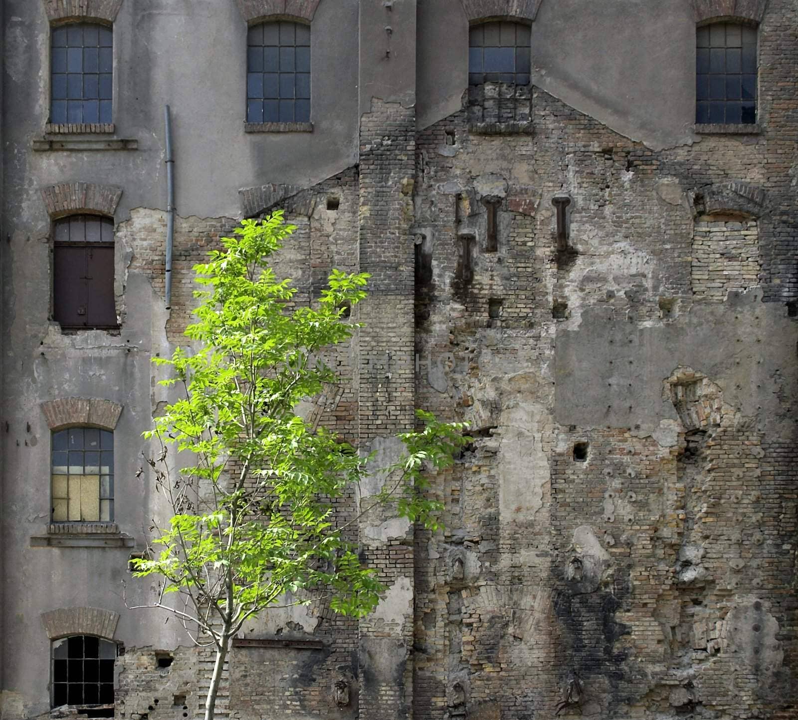 Saplings growing in front of dilapidated house.