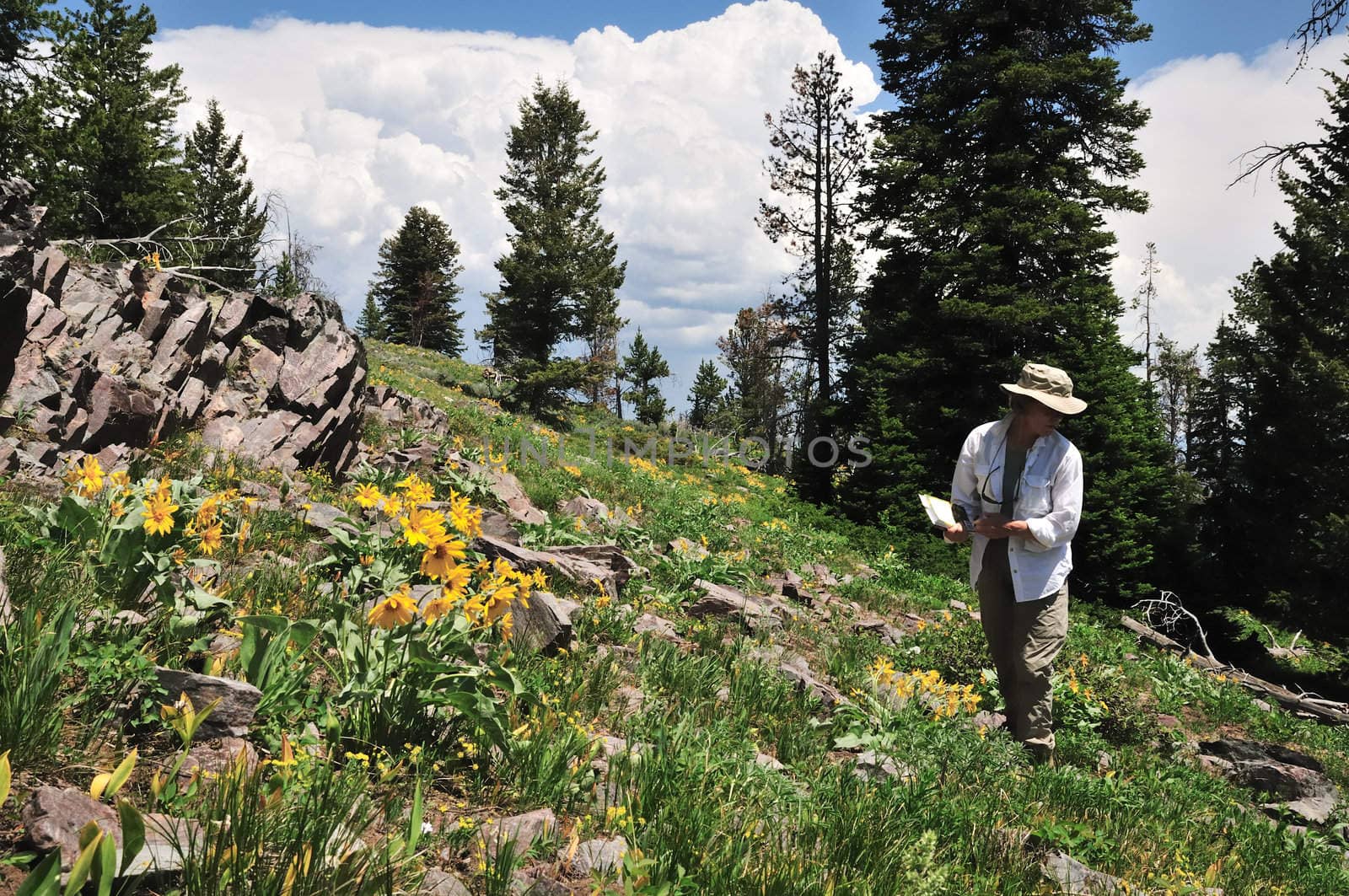 An active senior female hiker explores the mountains, looking for wildflowers.