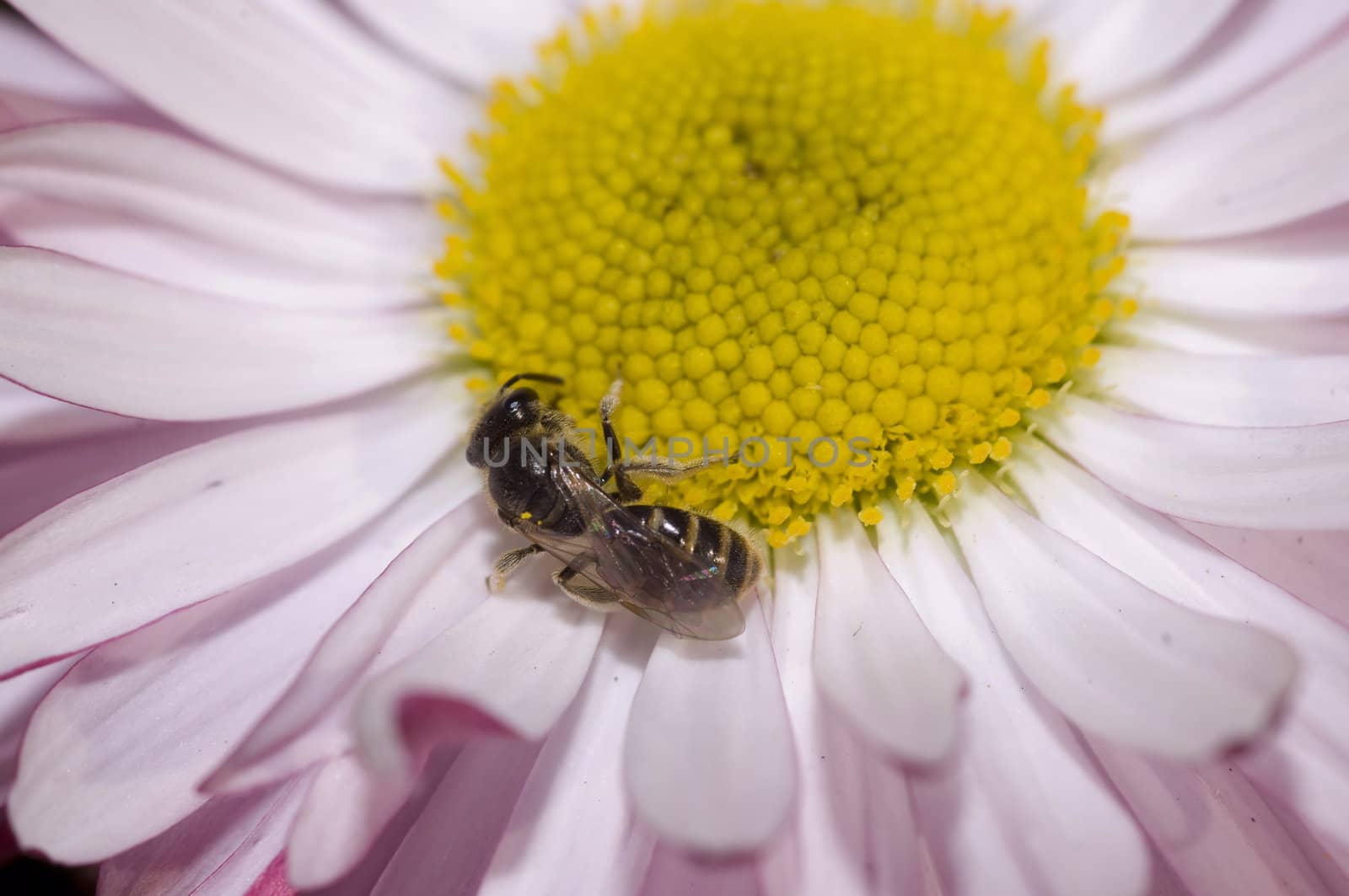 macro on a small daisy and a small sleepy bee, early march