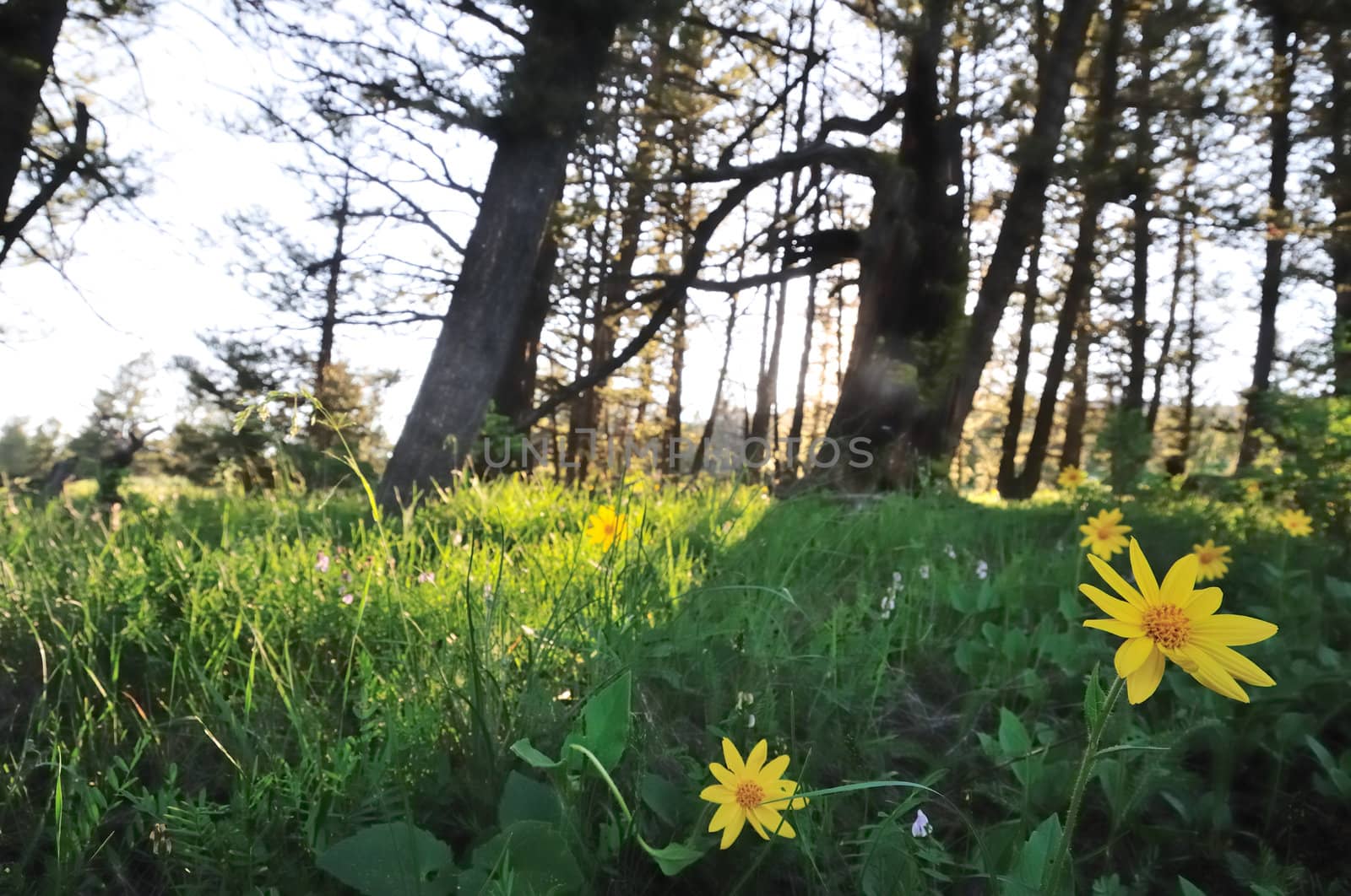 Arrowleaf balsamroot flowers and the last of the setting sun on the Continental Divide - shallow DOF, focus is on large flower.