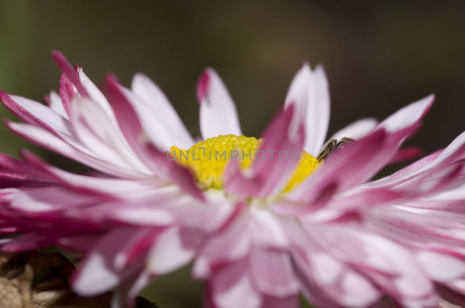 pink daisy and surprise by no4aphoto