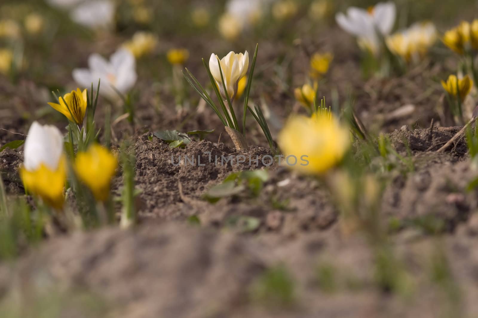 white and yellow field by no4aphoto