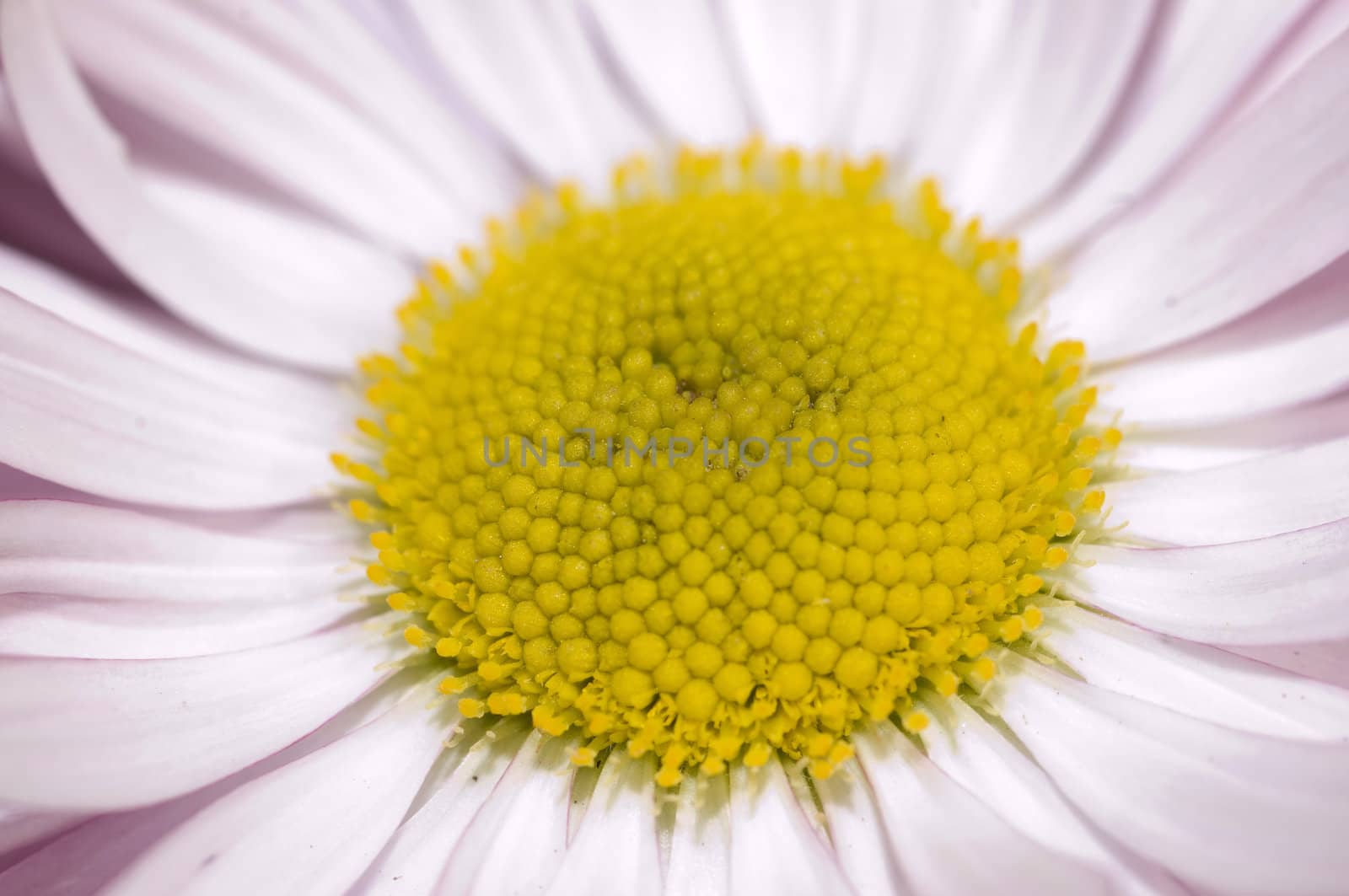 wild daisy macro by no4aphoto