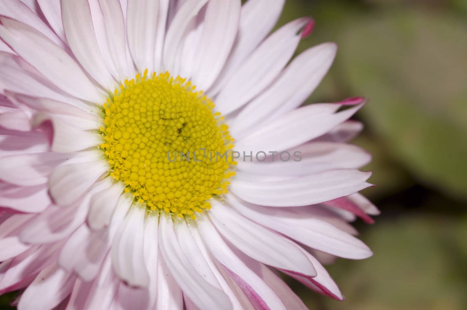 close up on a small pinkish wild daisy, early spring