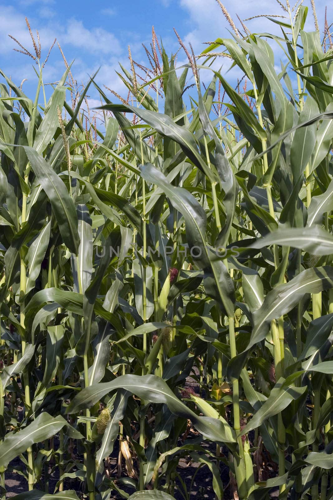 corn in field on the blue sky