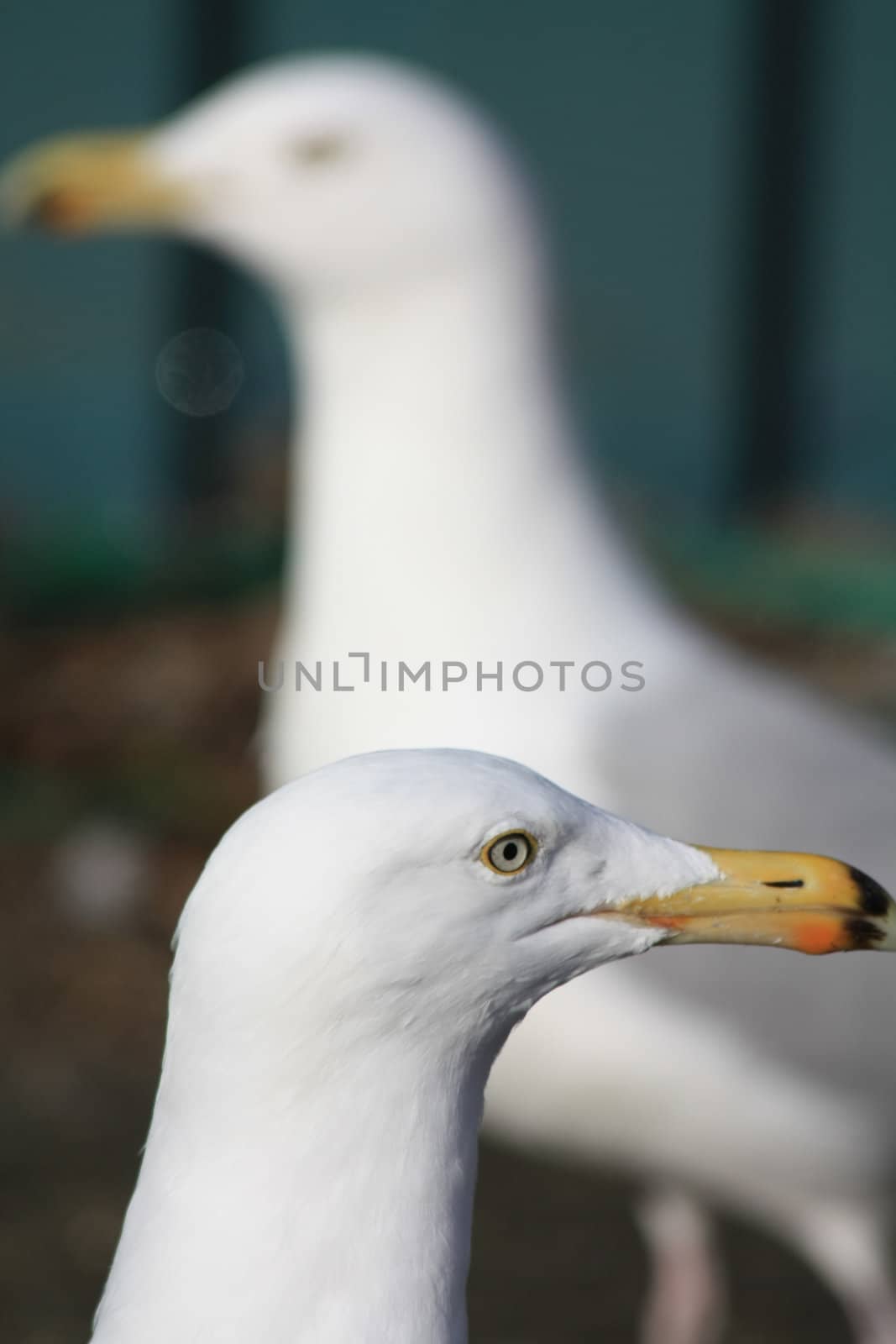 A couple of seagulls in close up