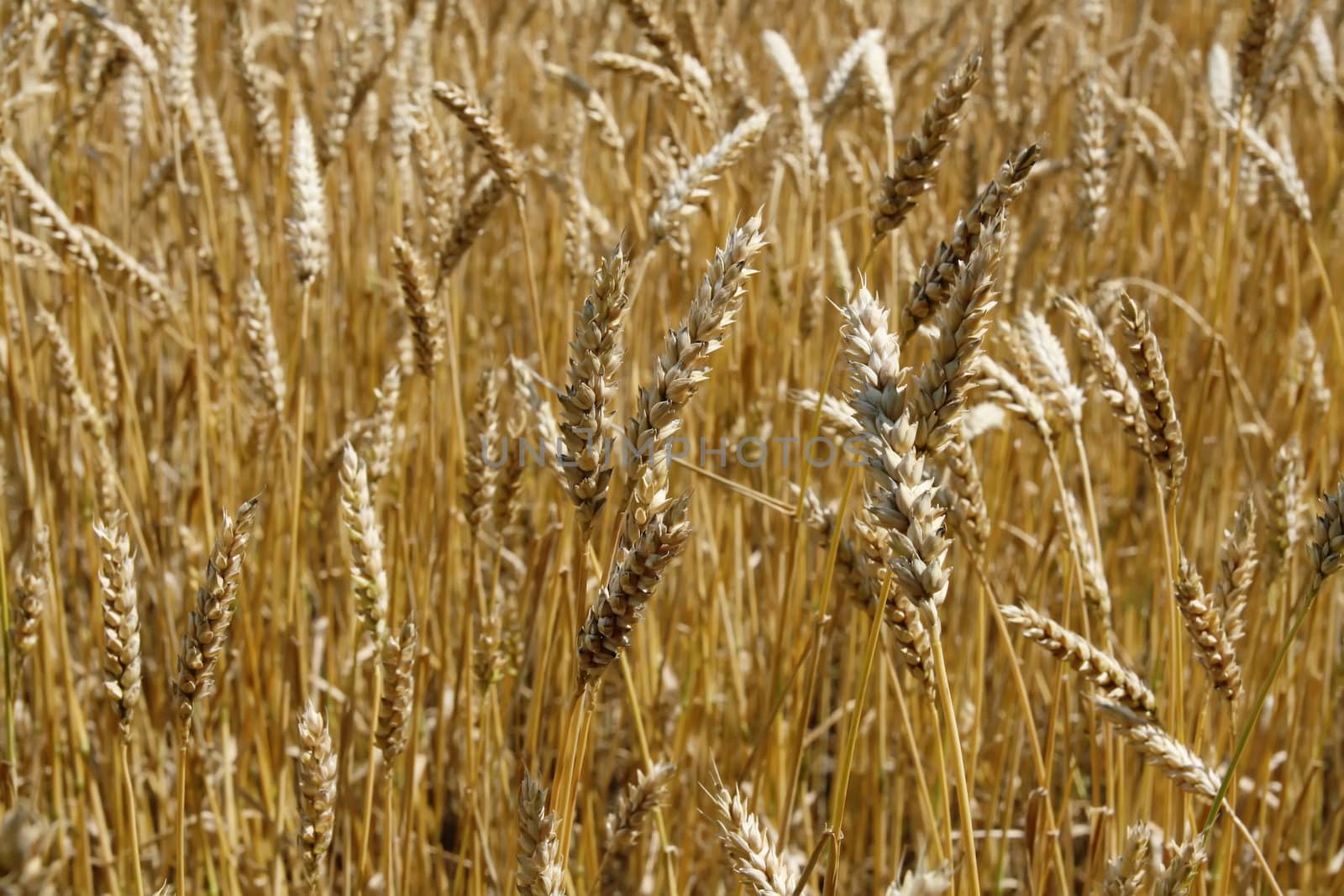 Riped wheat background by Nikonas