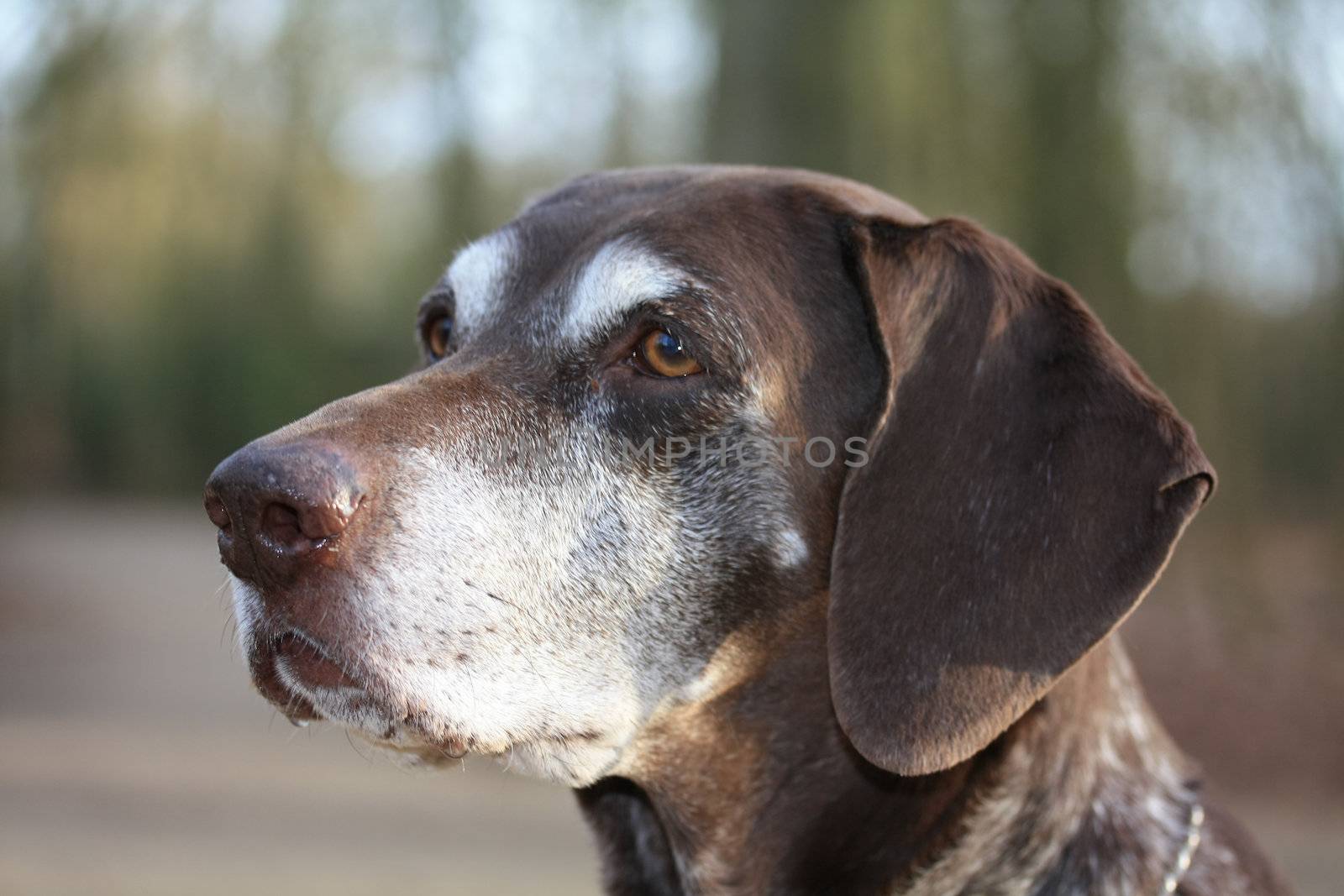 german shorthaired pointer by studioportosabbia