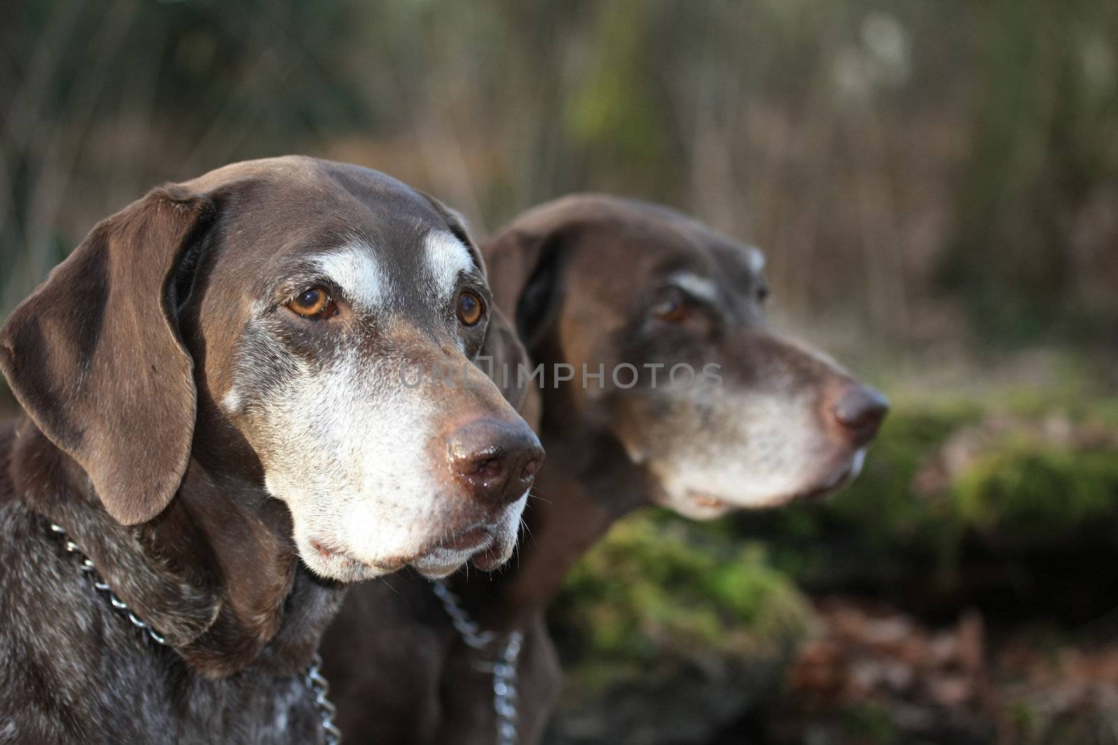 german shorthaired pointer sisters by studioportosabbia