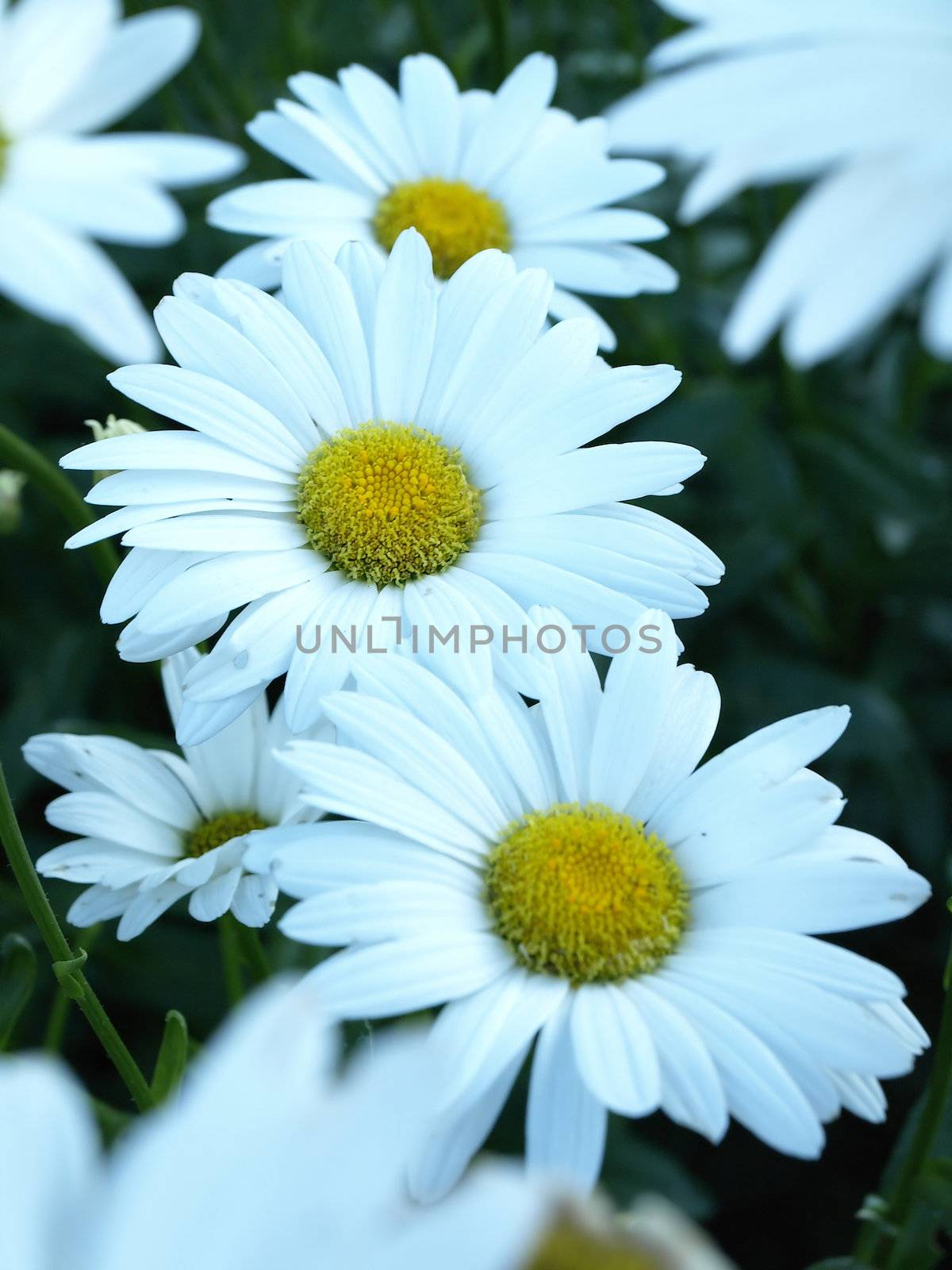 Background image of Daisies growing in a garden in the early summer.