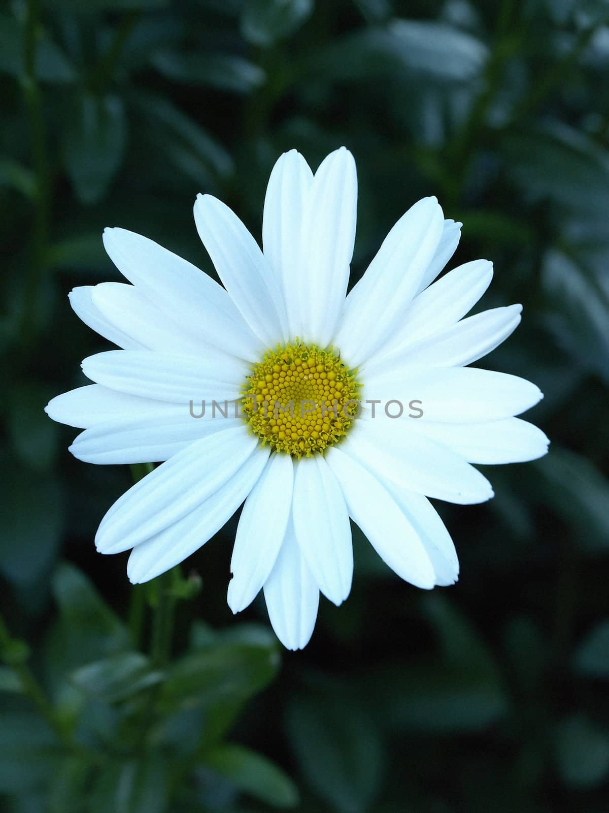 Single Daisy isolated against a background of dark green leaves.