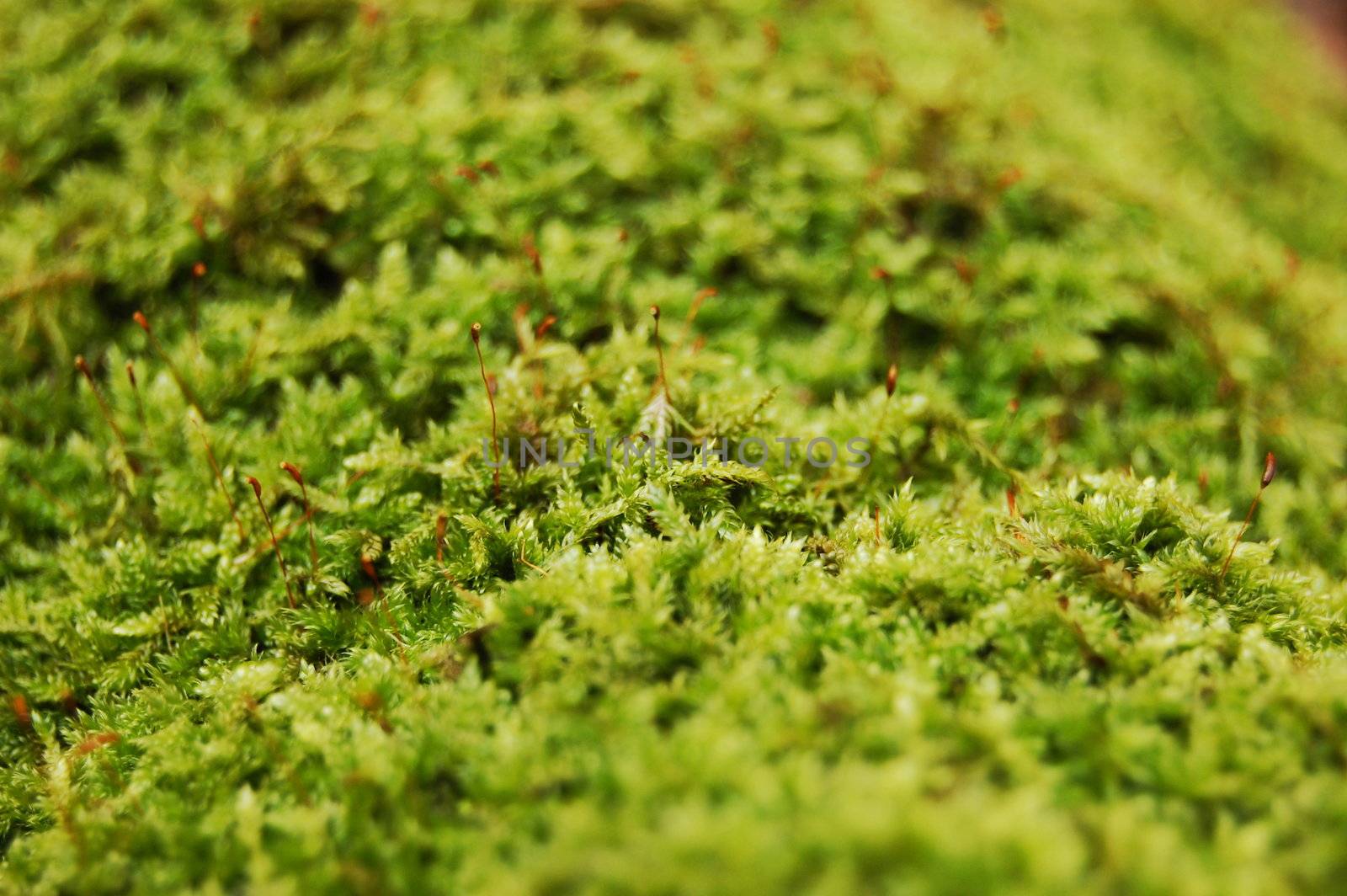 fresh green dosh in the forrest at fall or autumn