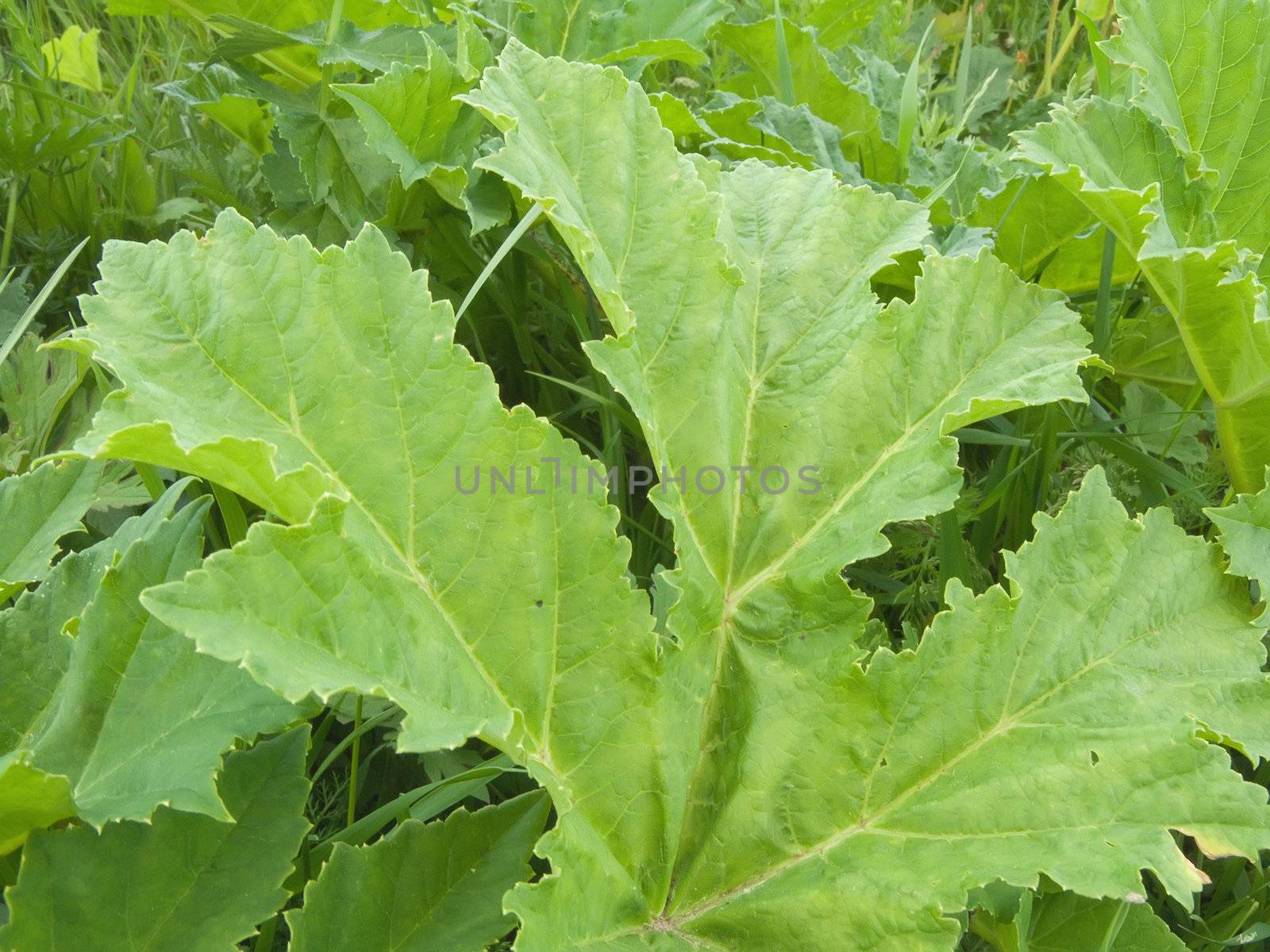 Green leave background by Jim