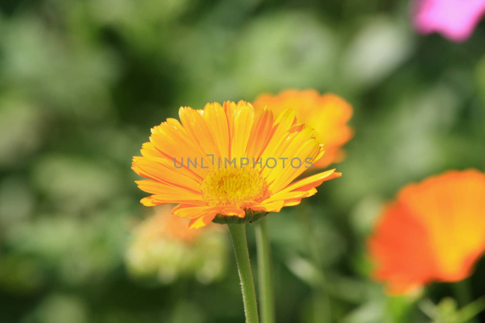 Close up of the calendula officinalis