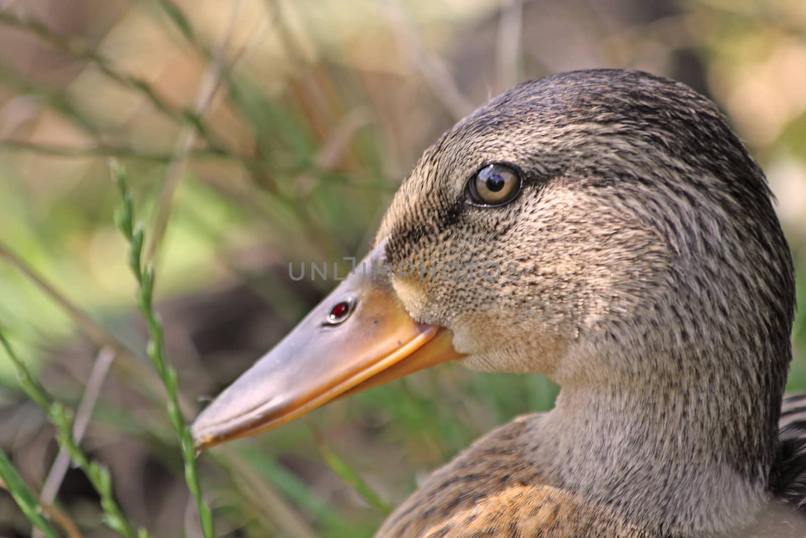 Close up of the duck's head