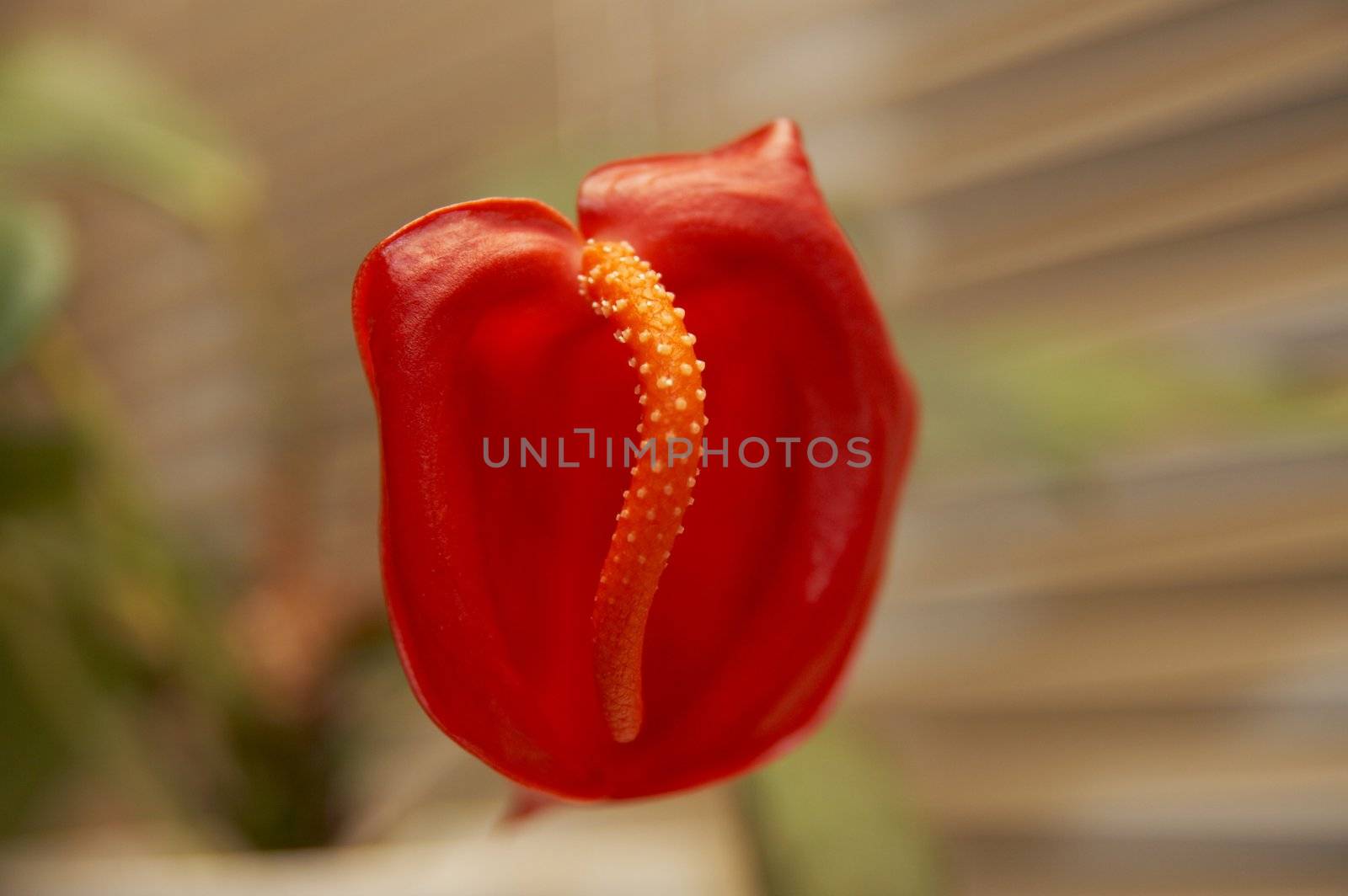 Close up red anthurium shot on blured bacground