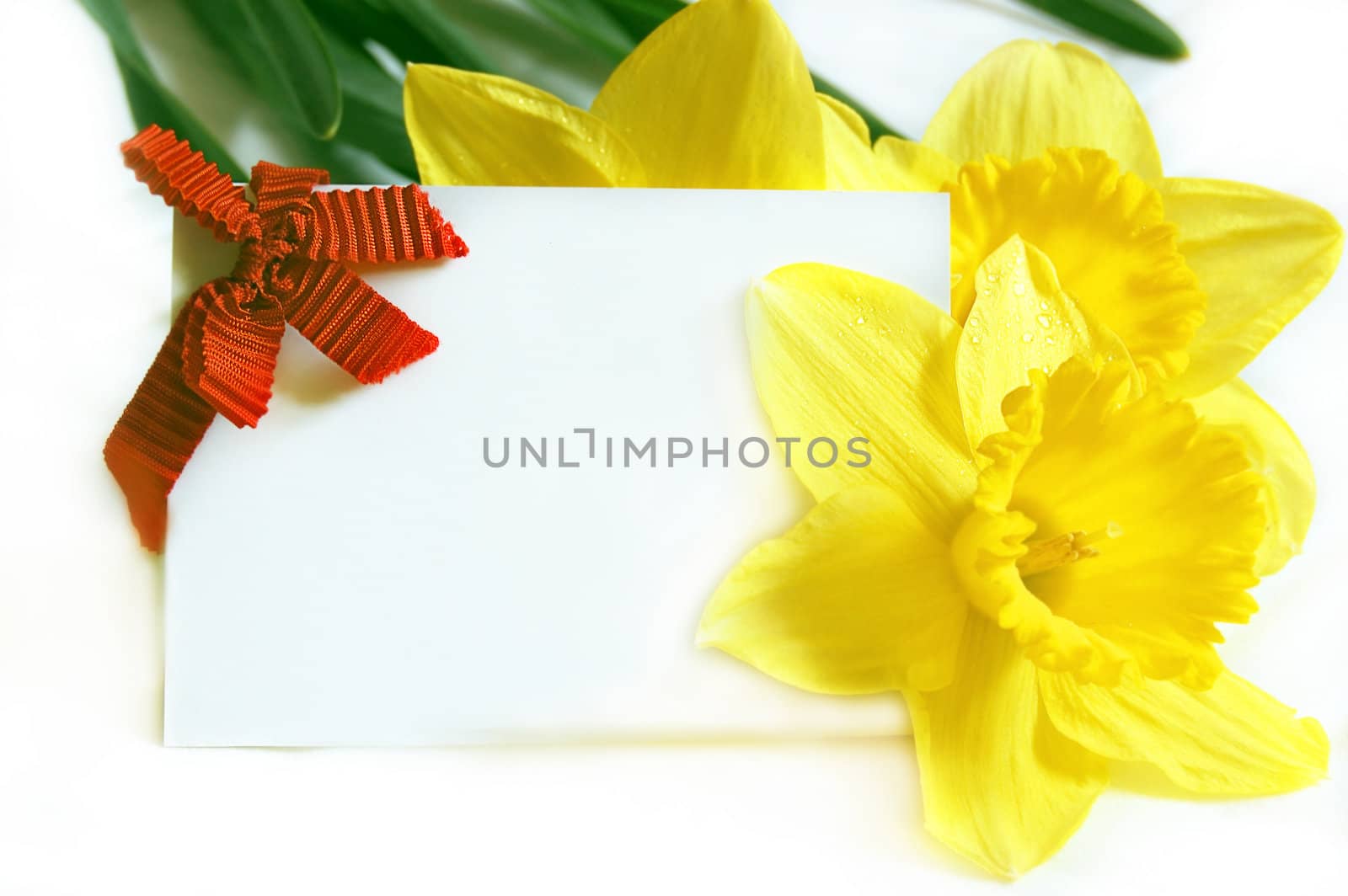 blank note with yellow narcissus as greeting