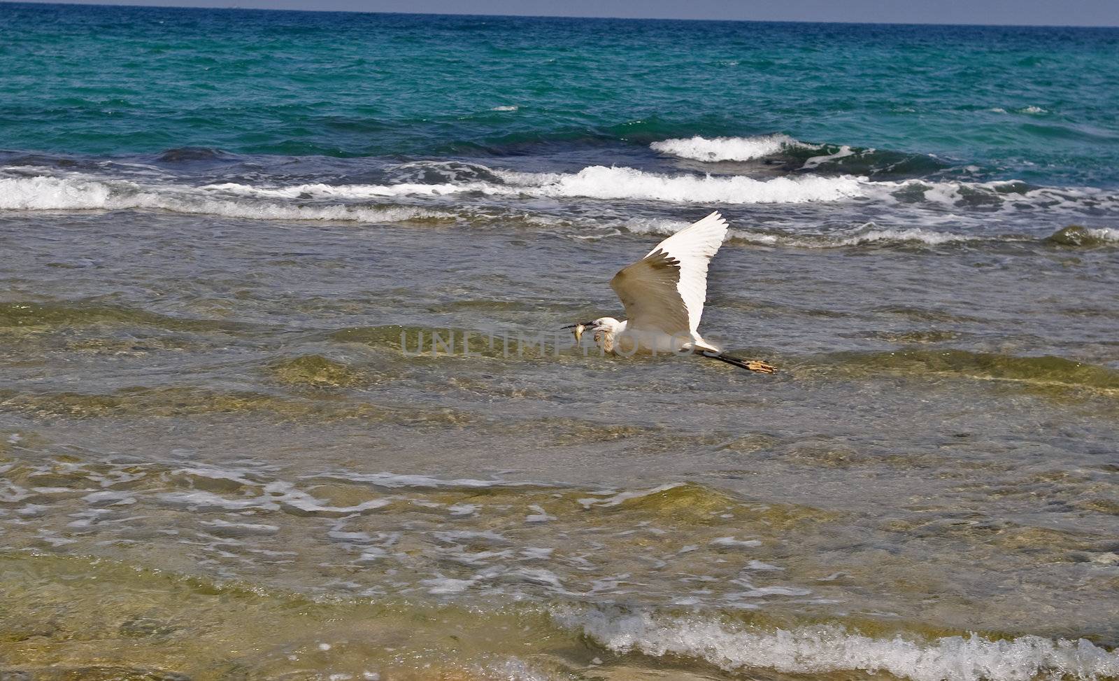 Egyptian white heron flies with fish caught