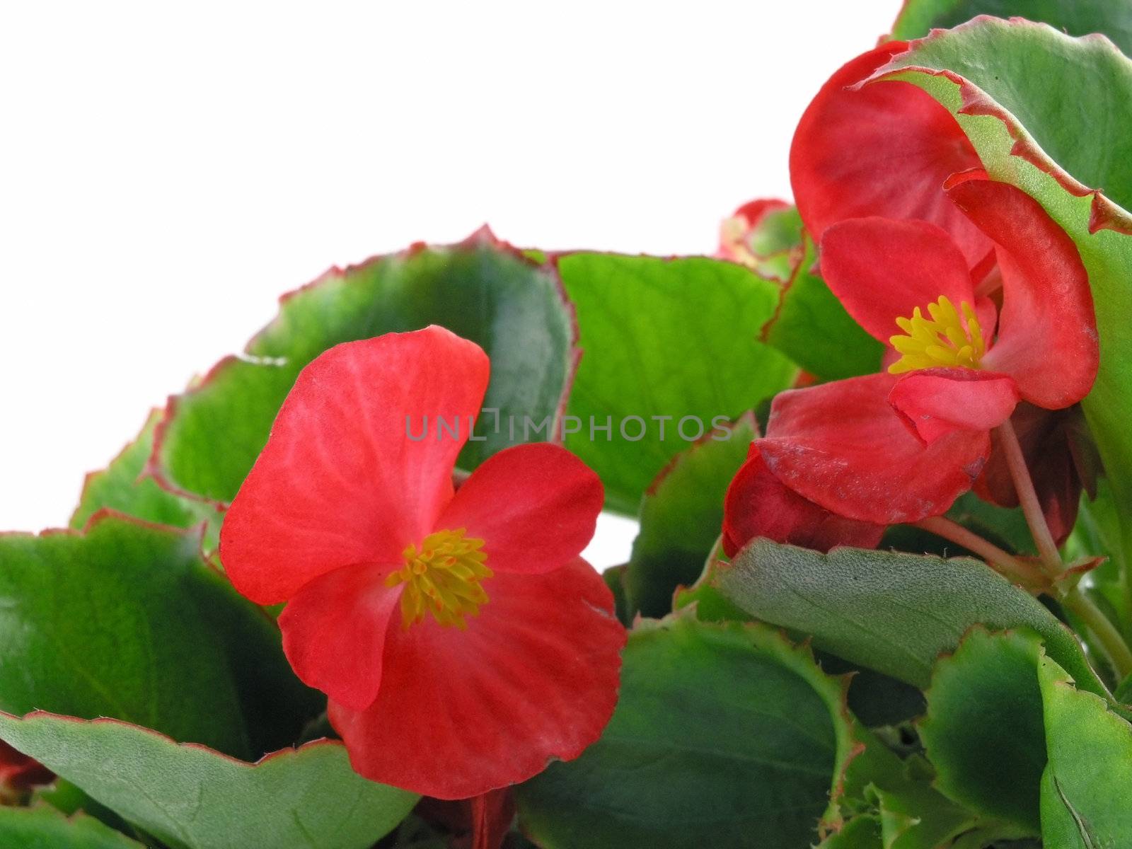 flower of a begonia isolated on a white background