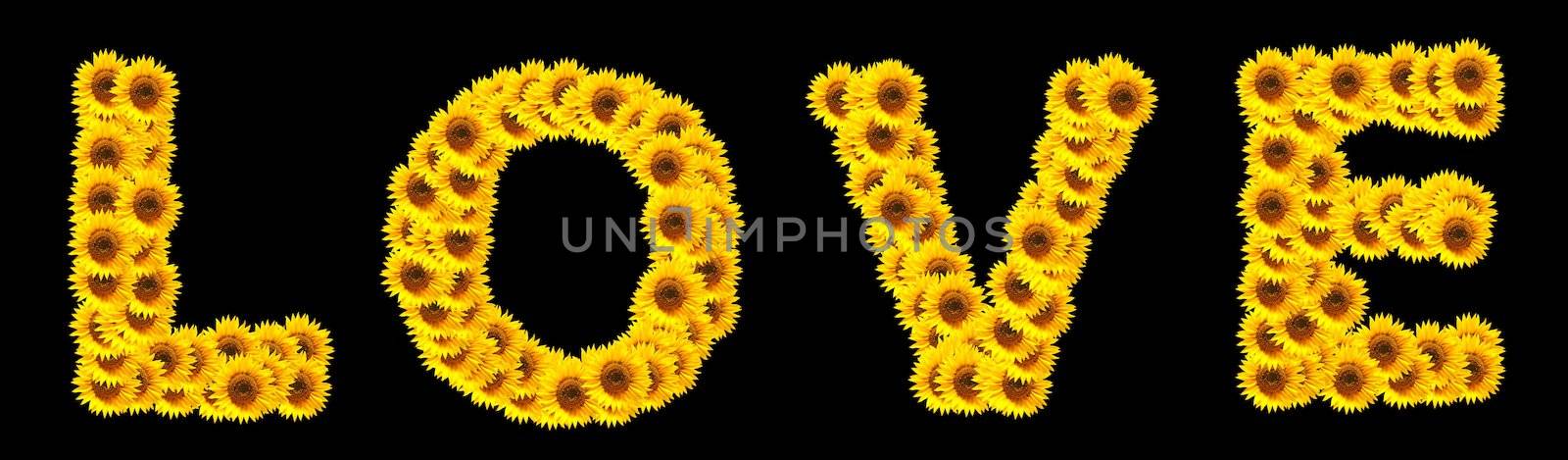 word love with sunflower flowers showing valentines day concept