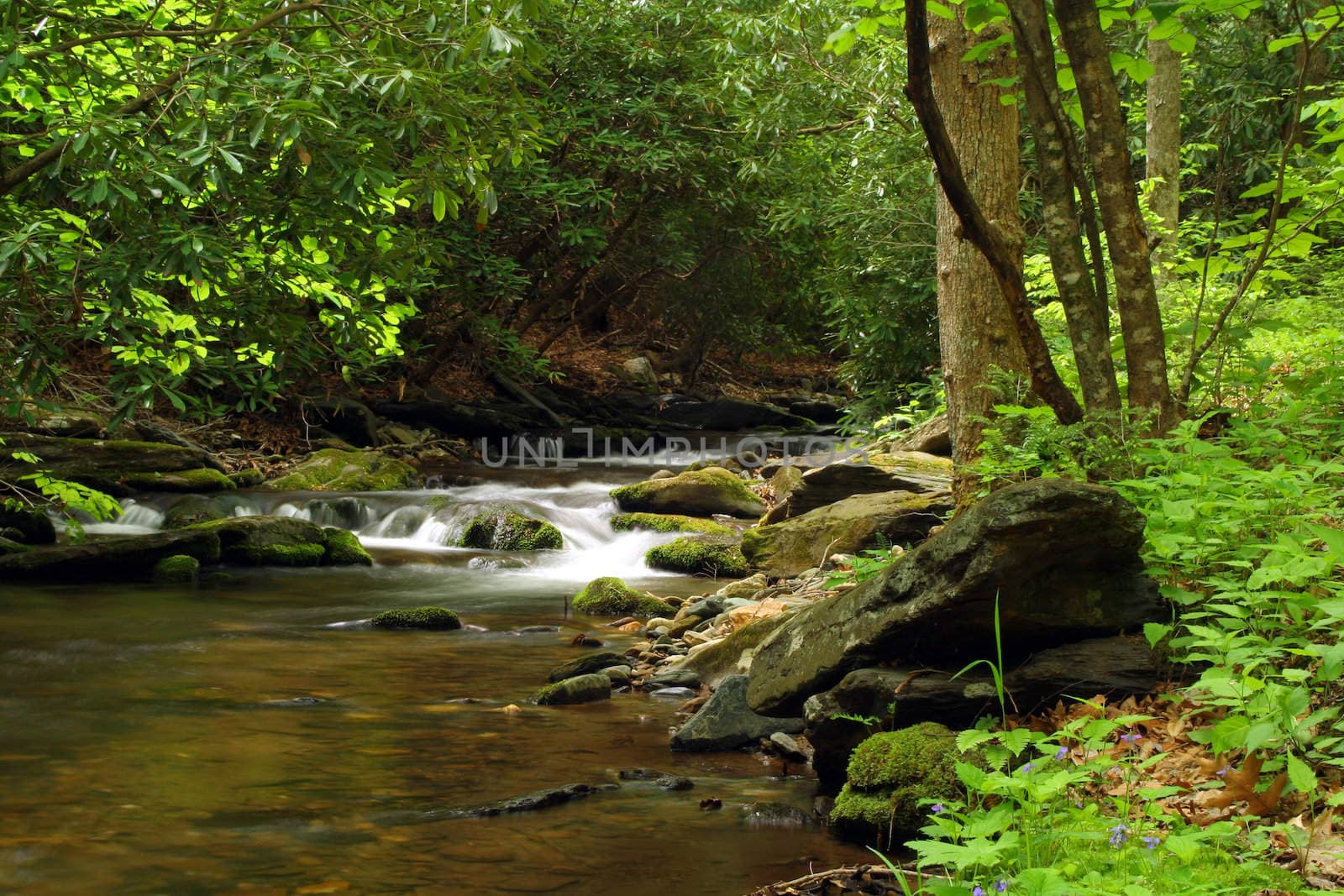 A creek in the springtime with lush greens and wildflowers.