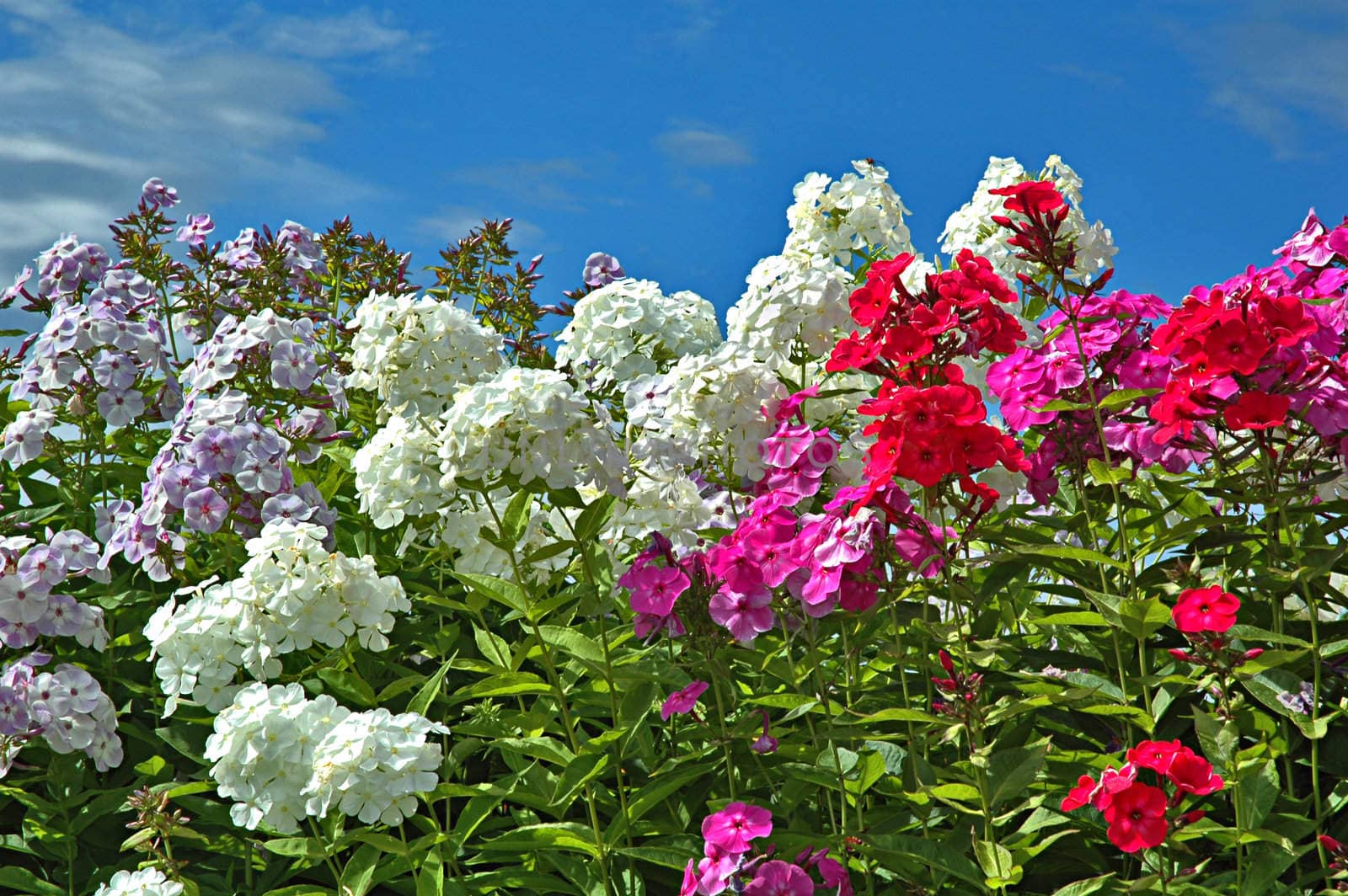 Multi-coloured phloxes against the blue sky
