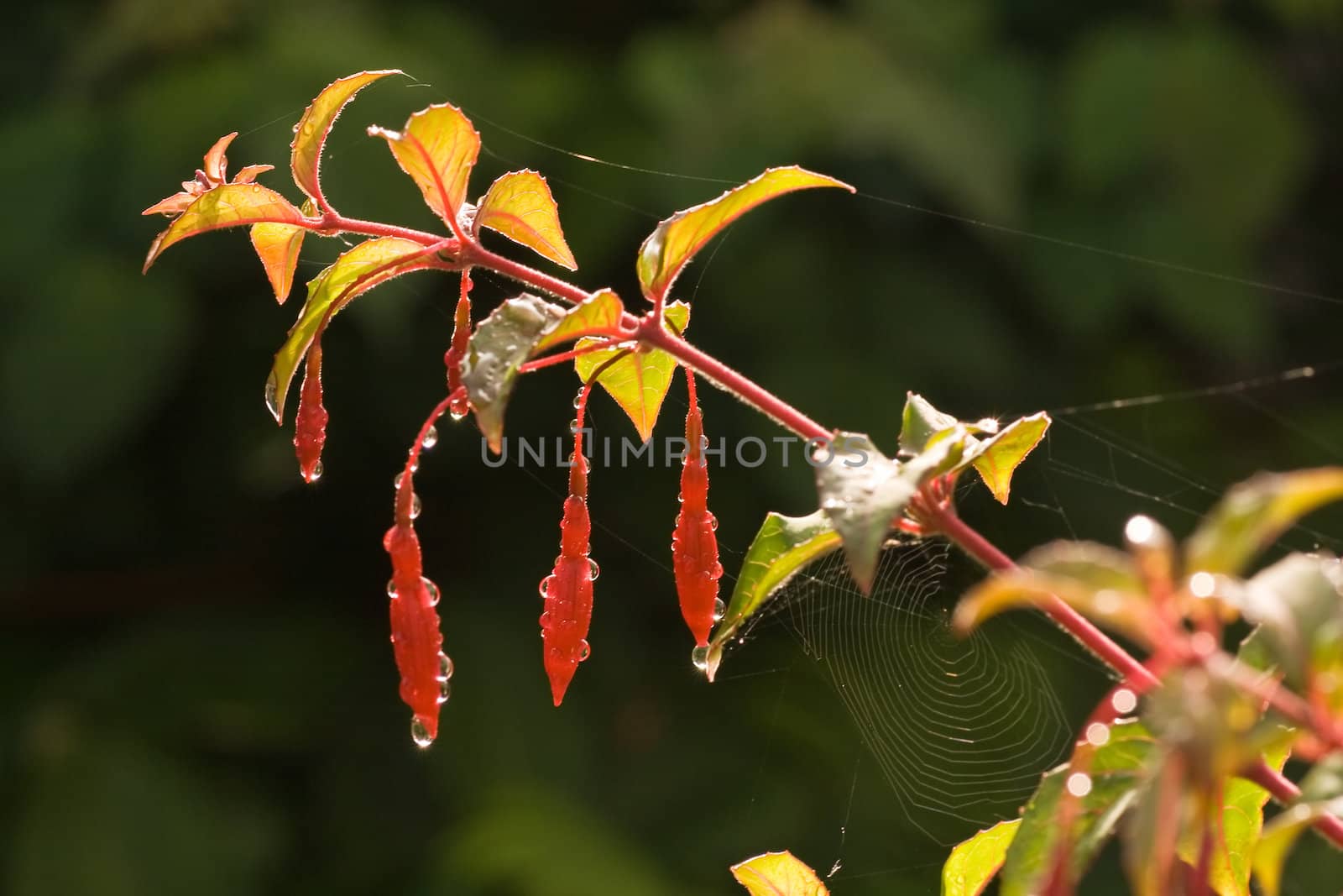 Small red bells on Fuchsia,Magelanica with dewdrops and spiderweb