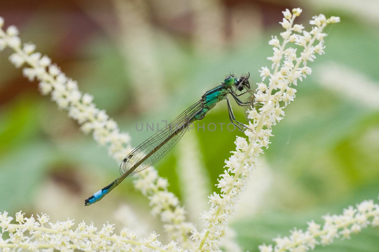 Azure Damselfly has catched a fly for a prey