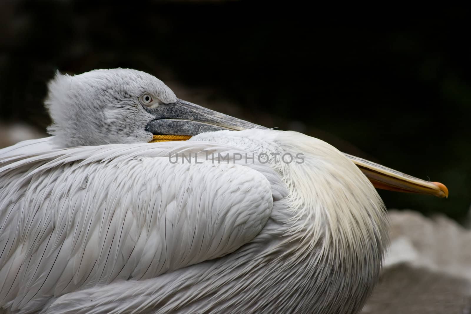 Pelican resting with its beak on its belly