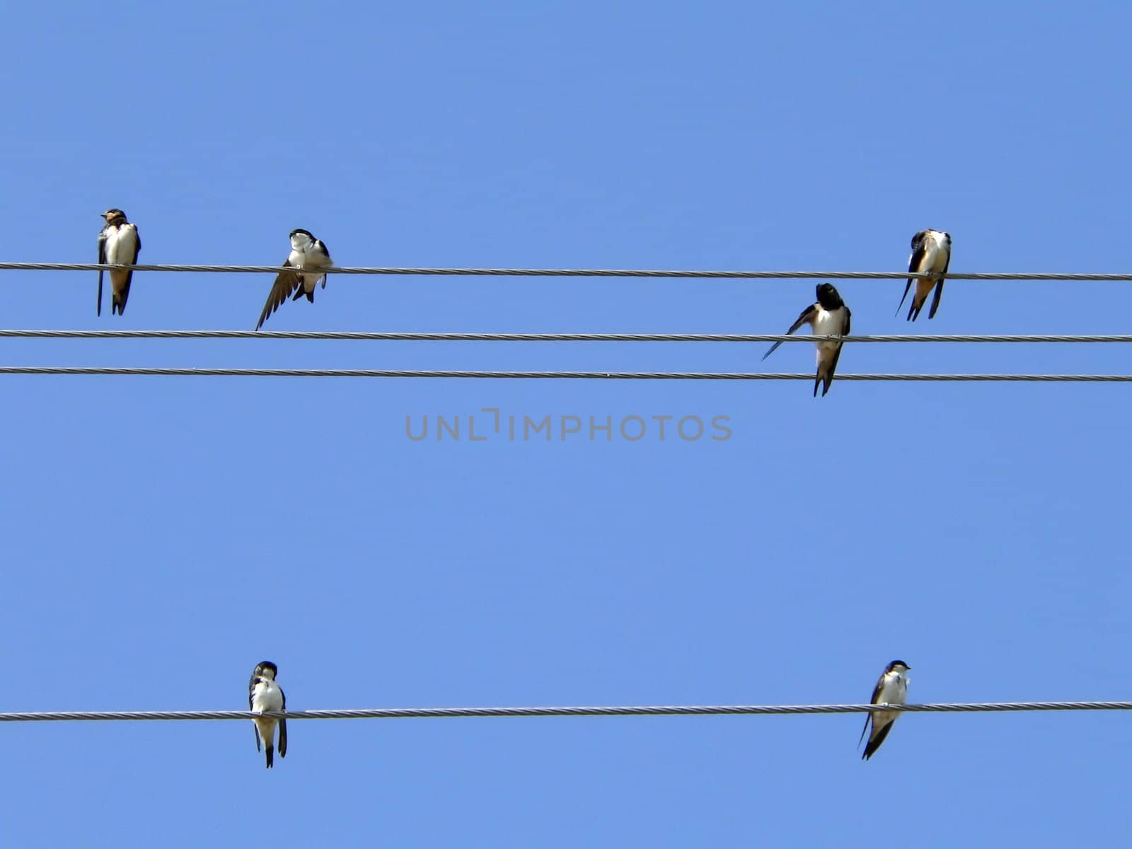 Birds on wires