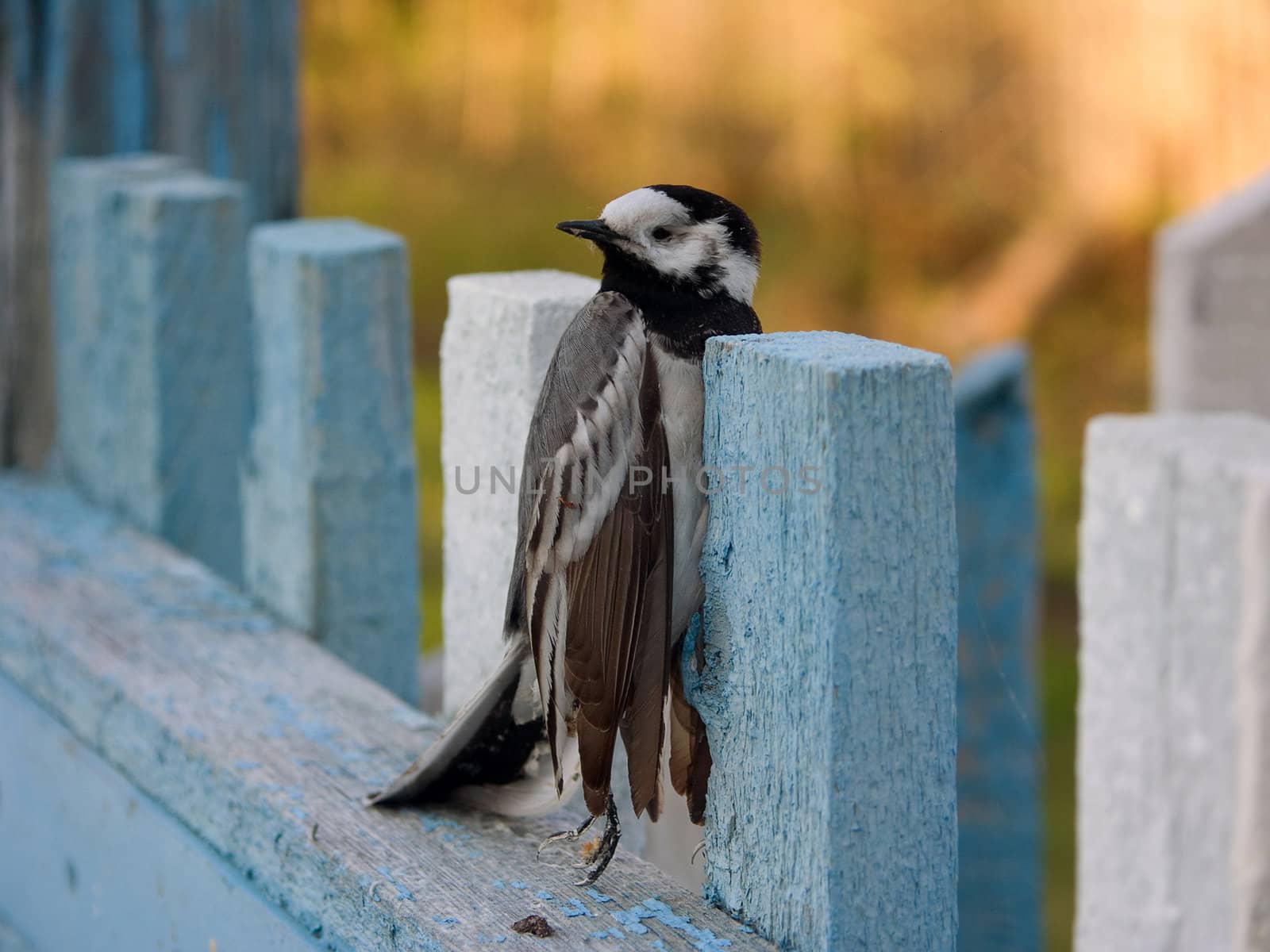 dead bird by pasergey