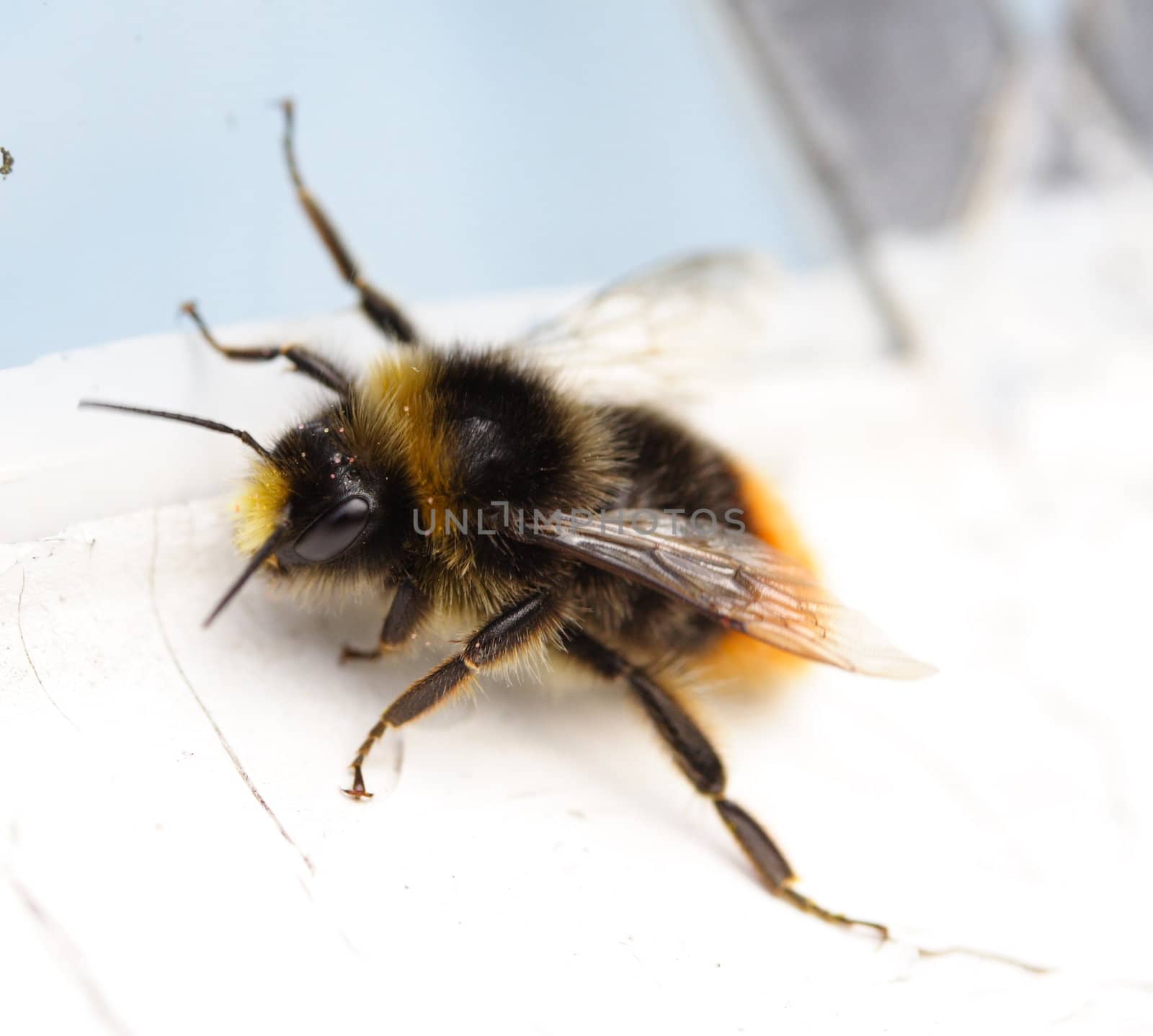 bumble bee by mitzy