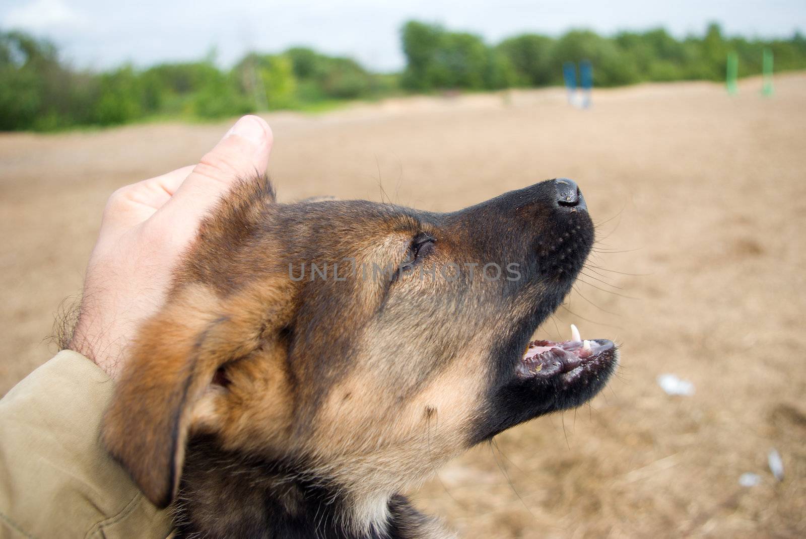  puppy in hands of the man.