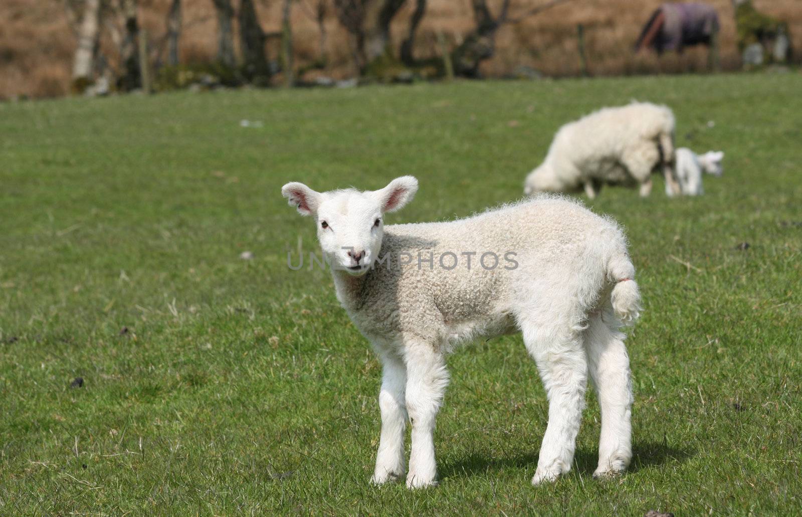 Spring Lamb Looking