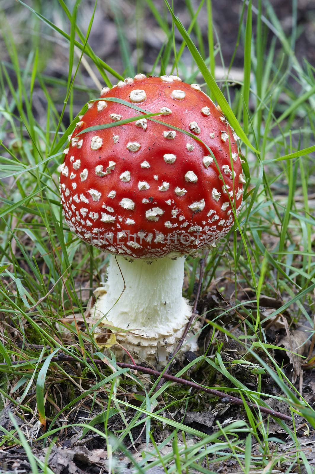 Detail of the fly poison amanita - poisonous mushroom