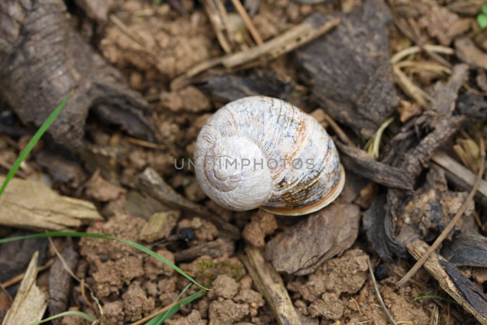 snail shell