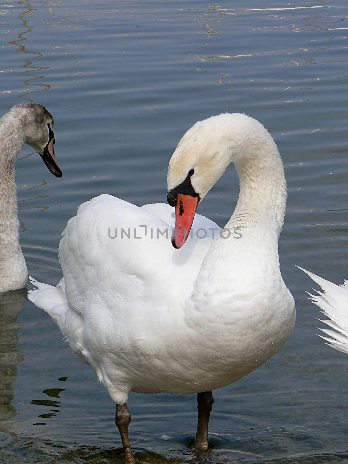 A swan which goes out of the lake