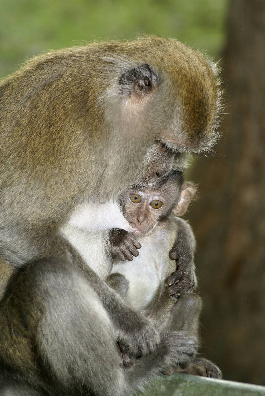 Mother long tailed macaque breastfeeding