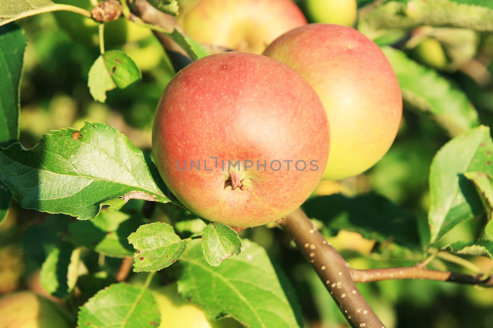 Close up two red apple