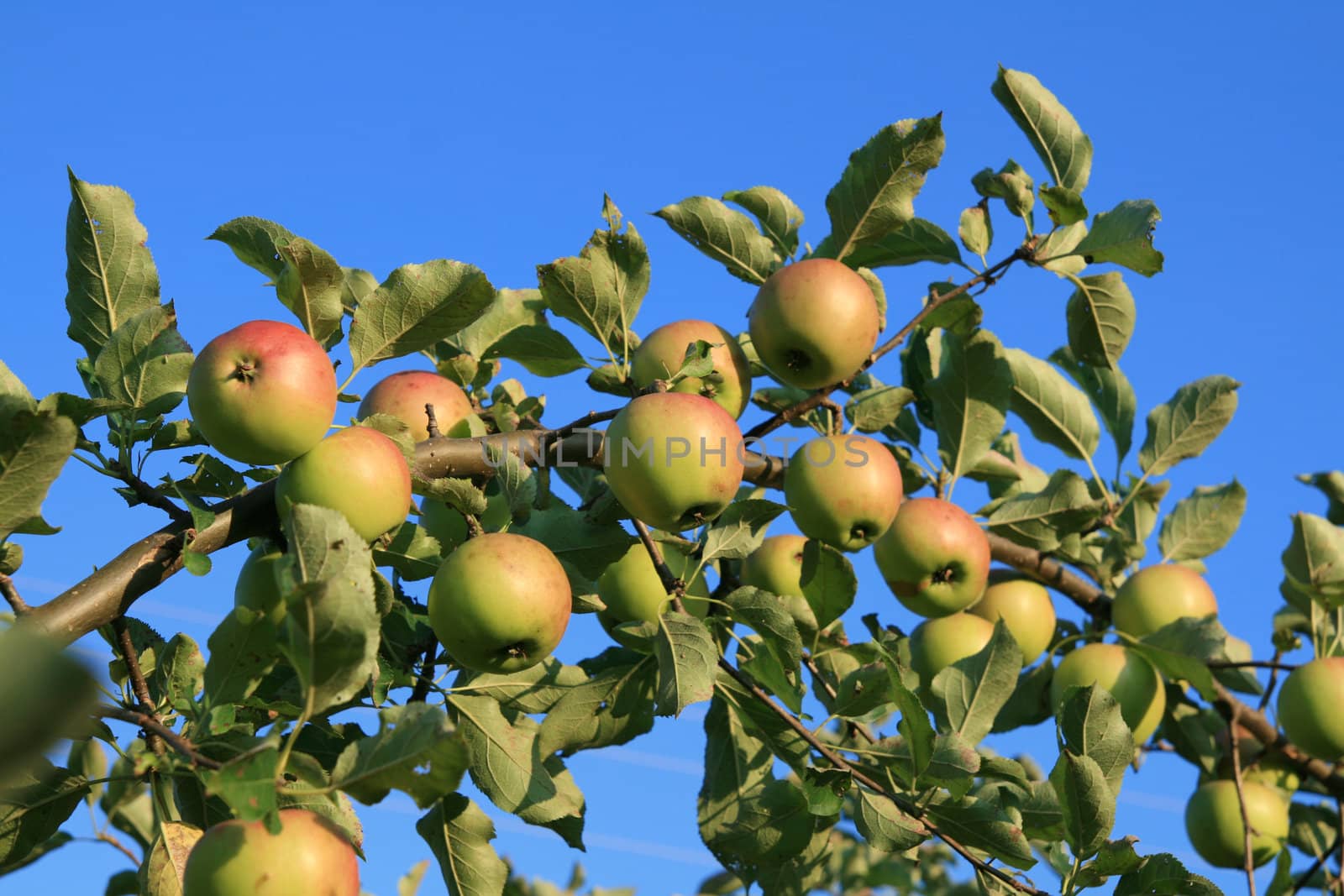 Branch with apple on blue sky background