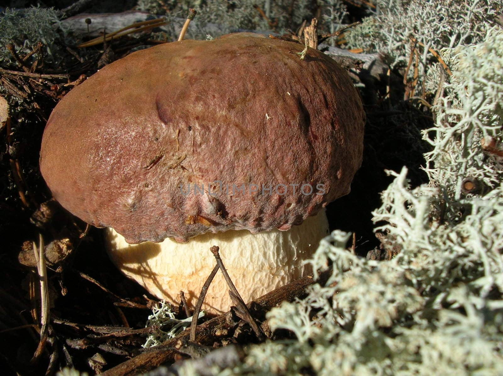 Whte mushroom in white moss