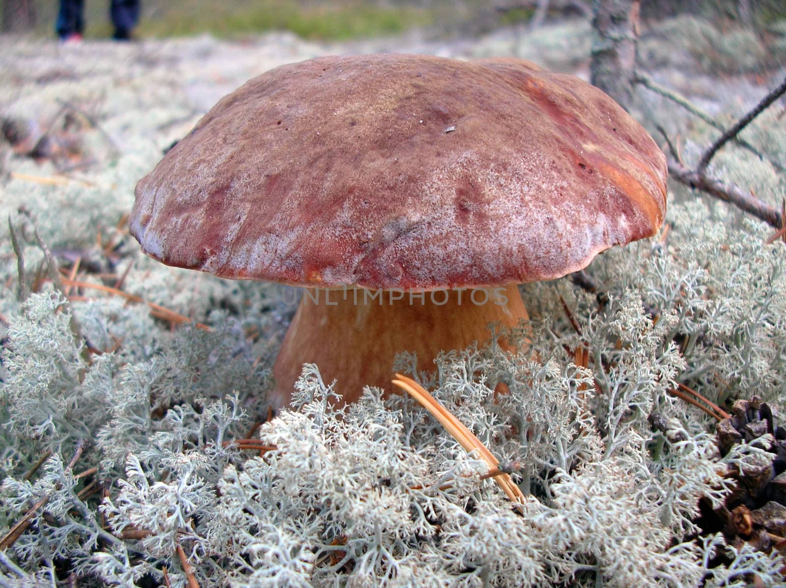 Whte mushroom in white moss