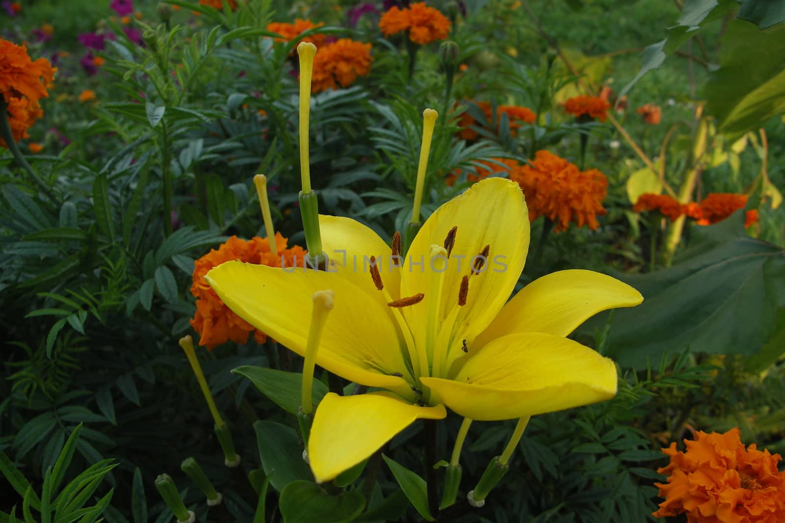 lily and other flowers
