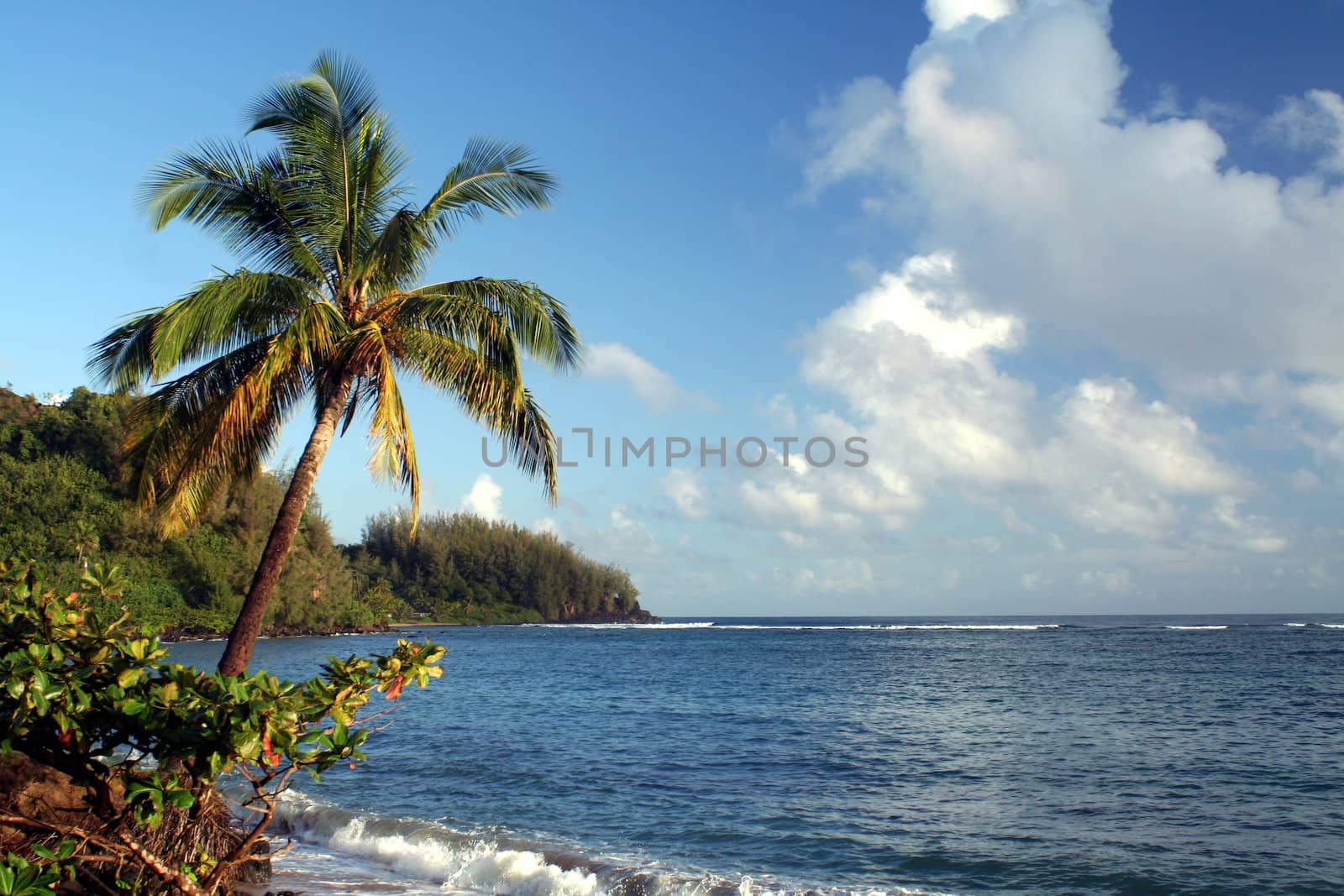 A palm tree leaning over the ocean.