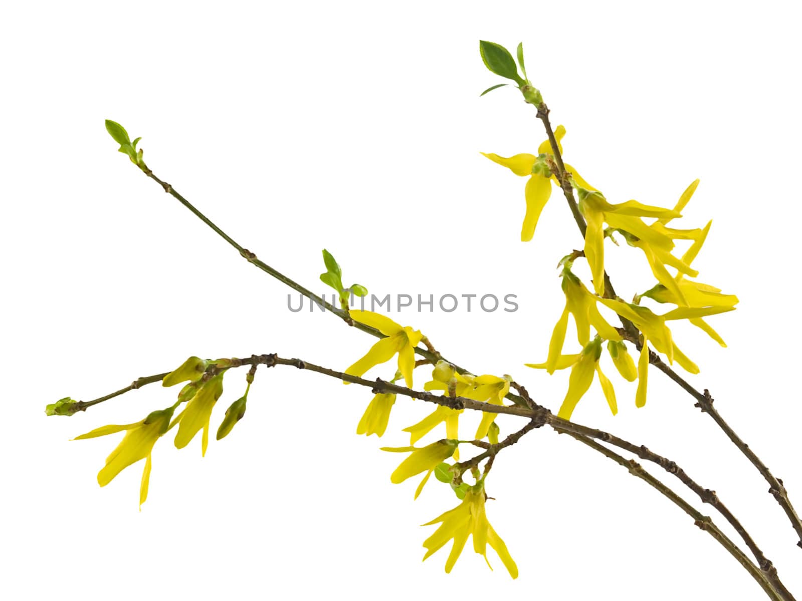 Spring forsythia branch with buds on white background

