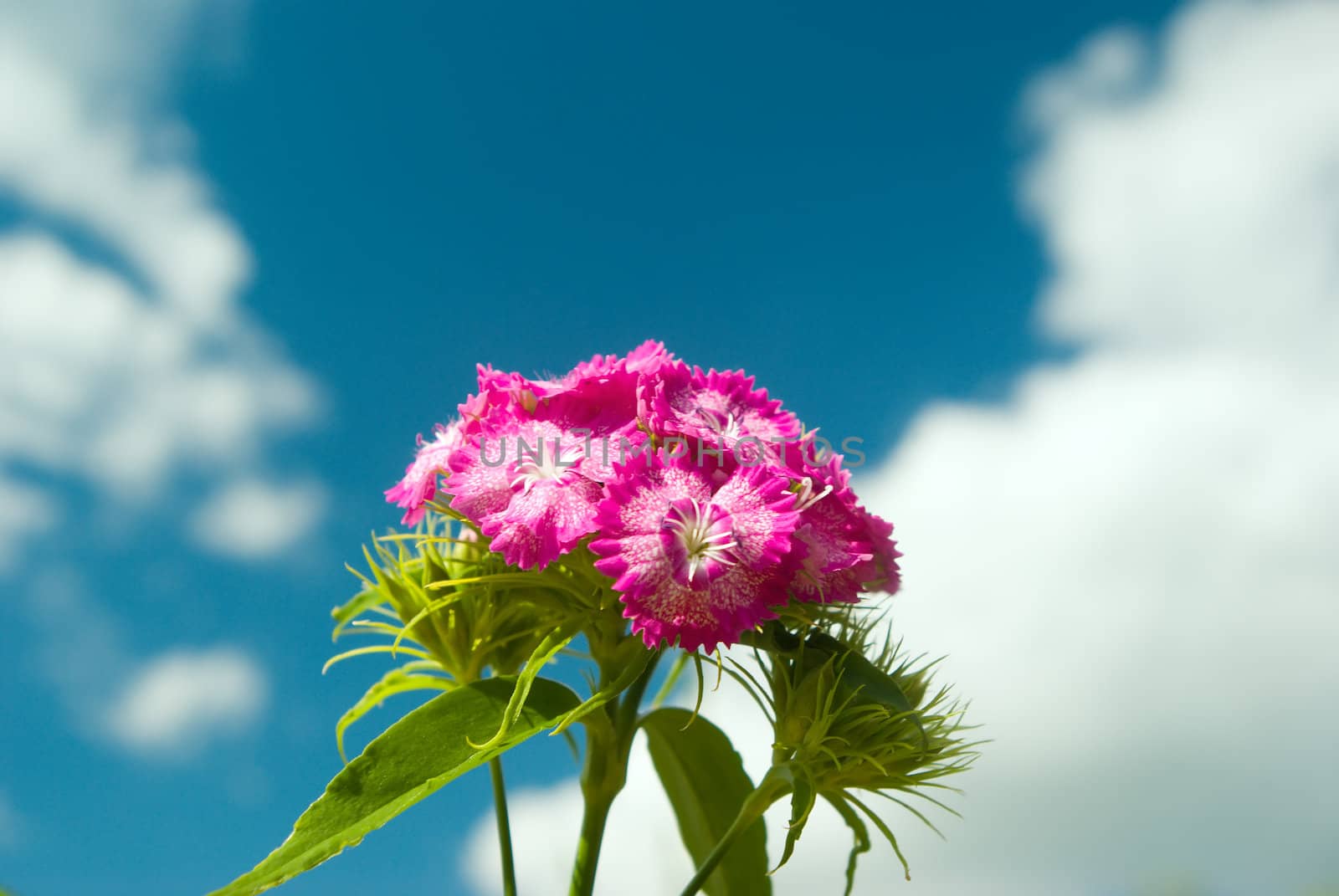 the beautiful flower on background year sky. Ideal year landscape